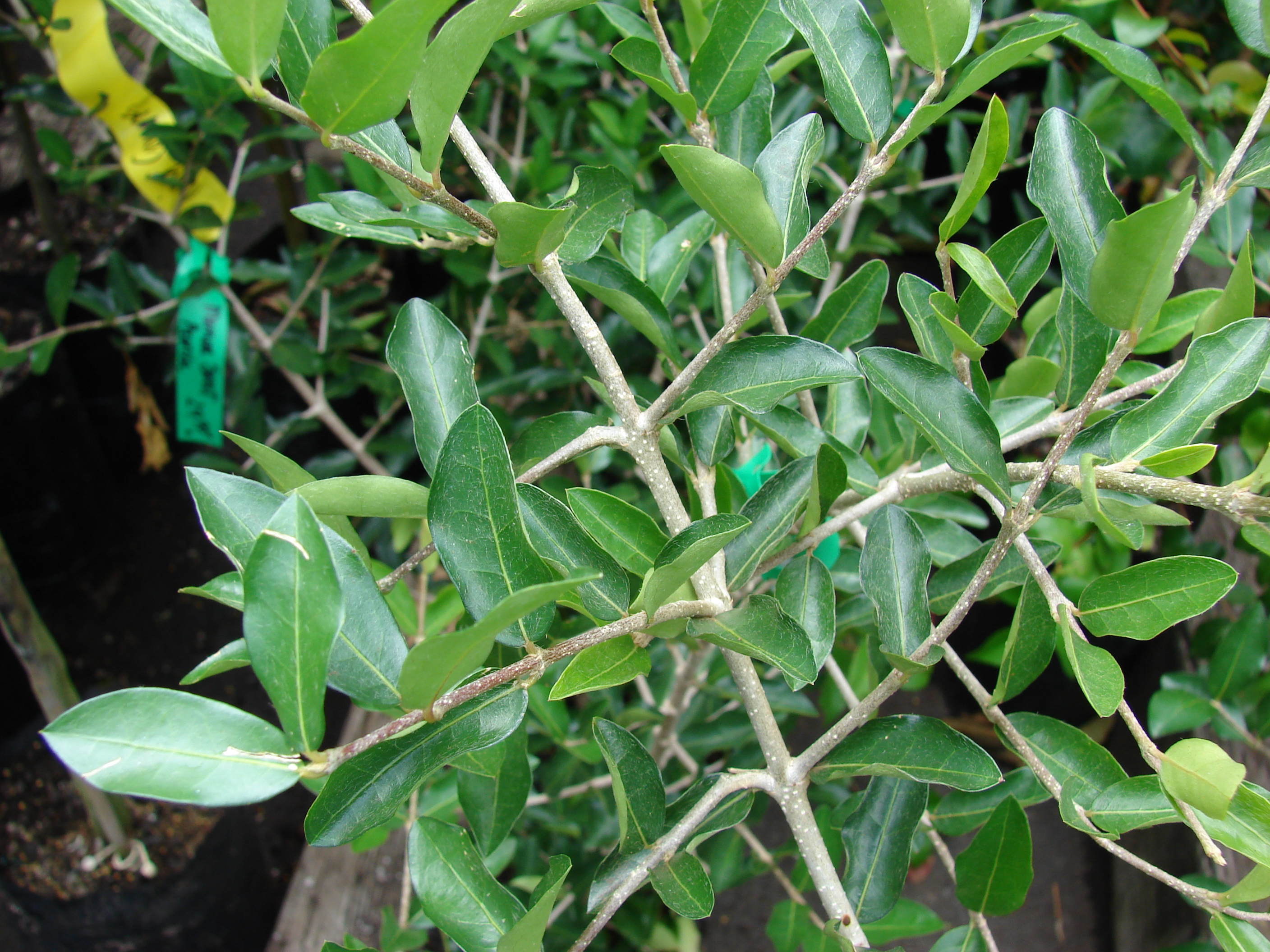 Acerola stem identification view