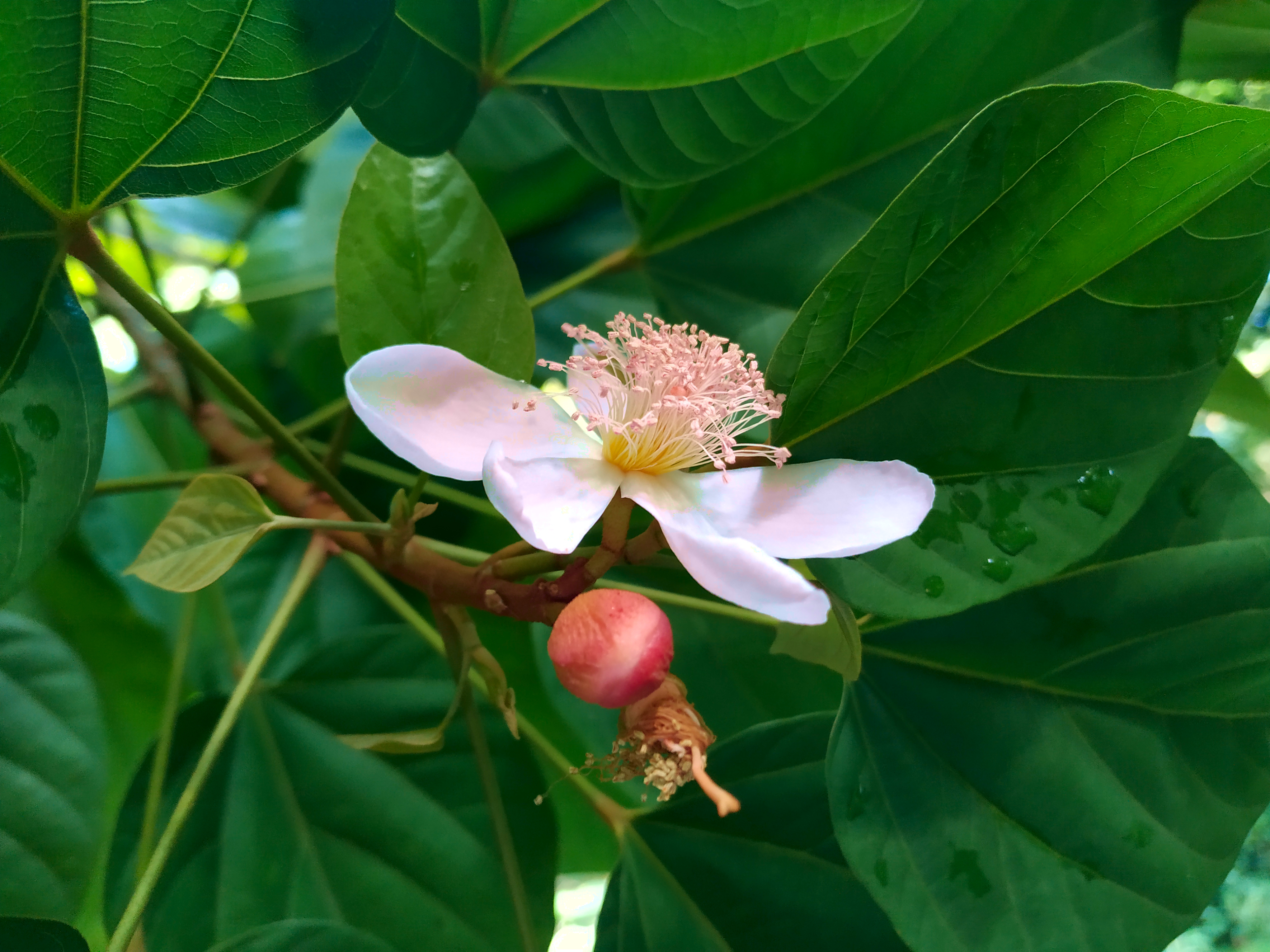 Achiote/Annatto flower identification view