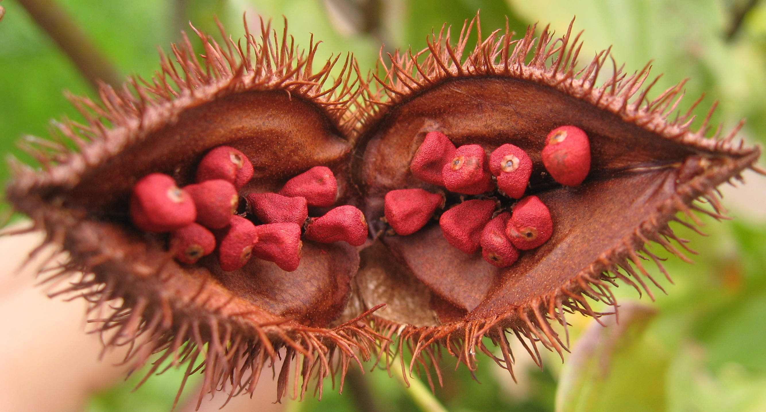 Achiote/Annatto fruit identification view