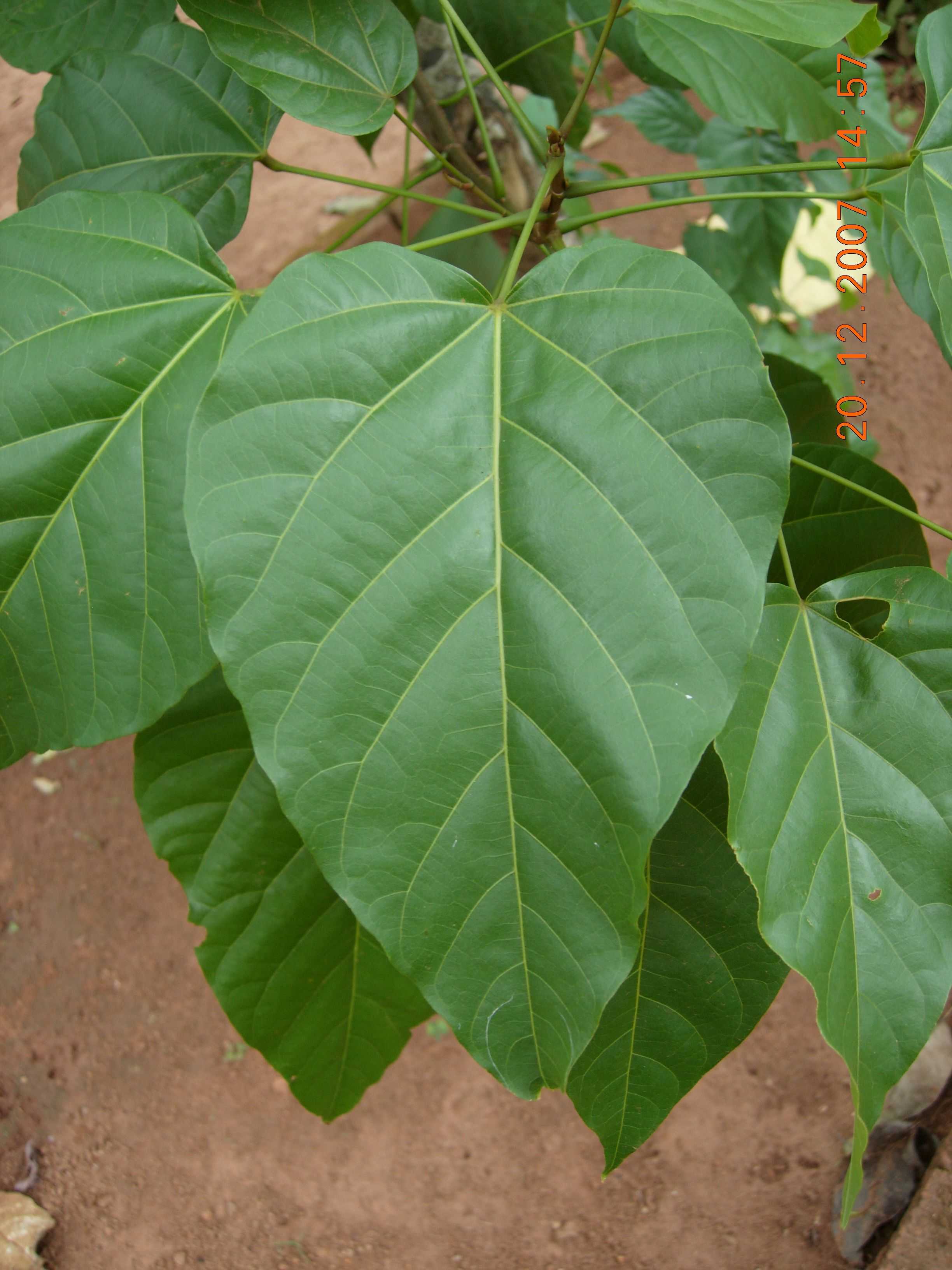 Achiote/Annatto leaf identification view