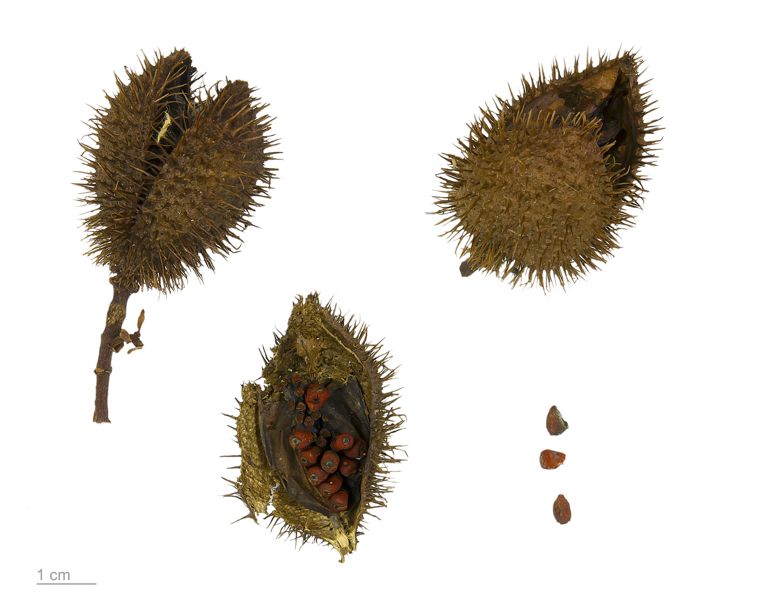 Achiote/Annatto plant identification view