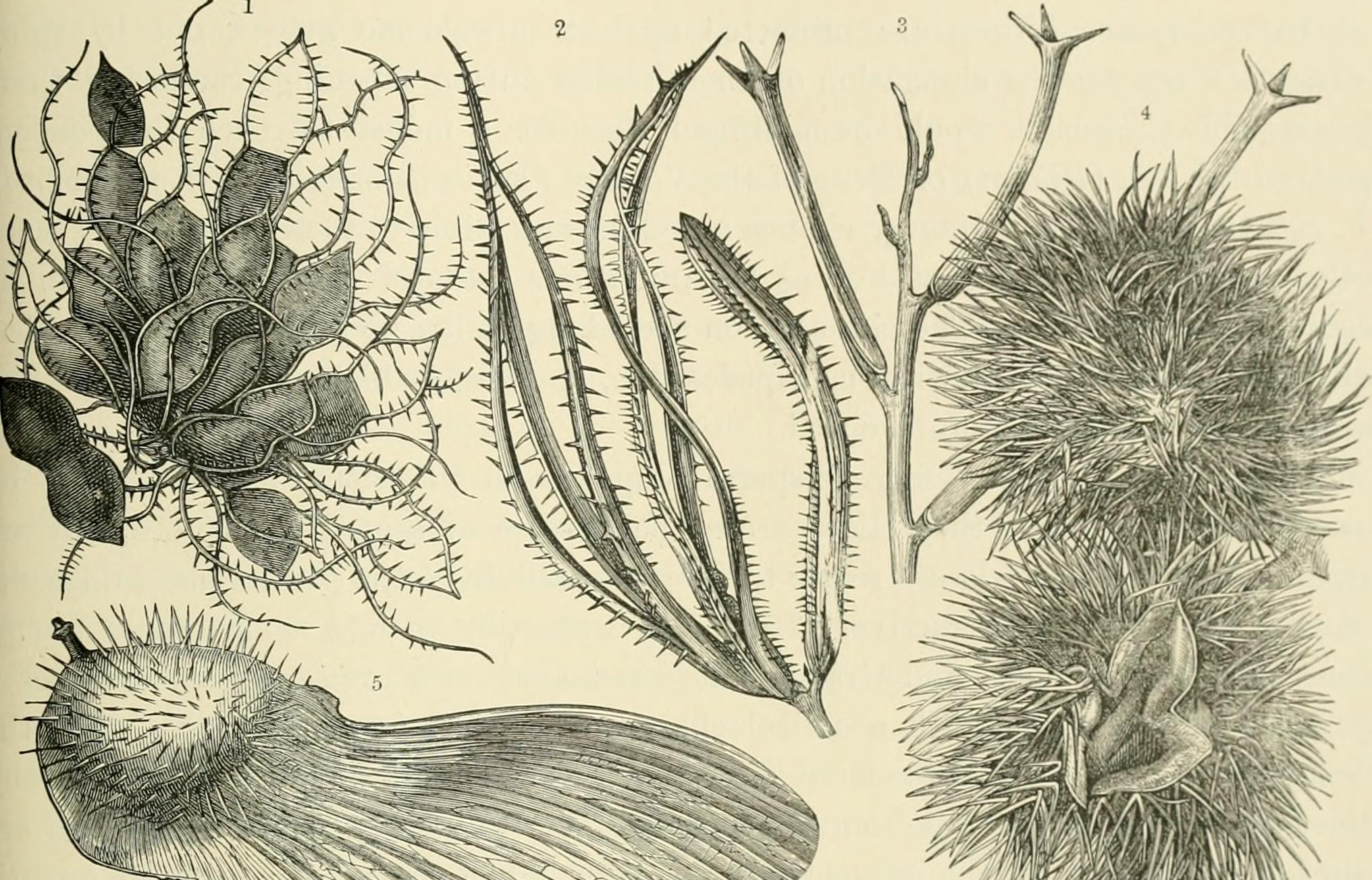 Achiote/Annatto stem identification view