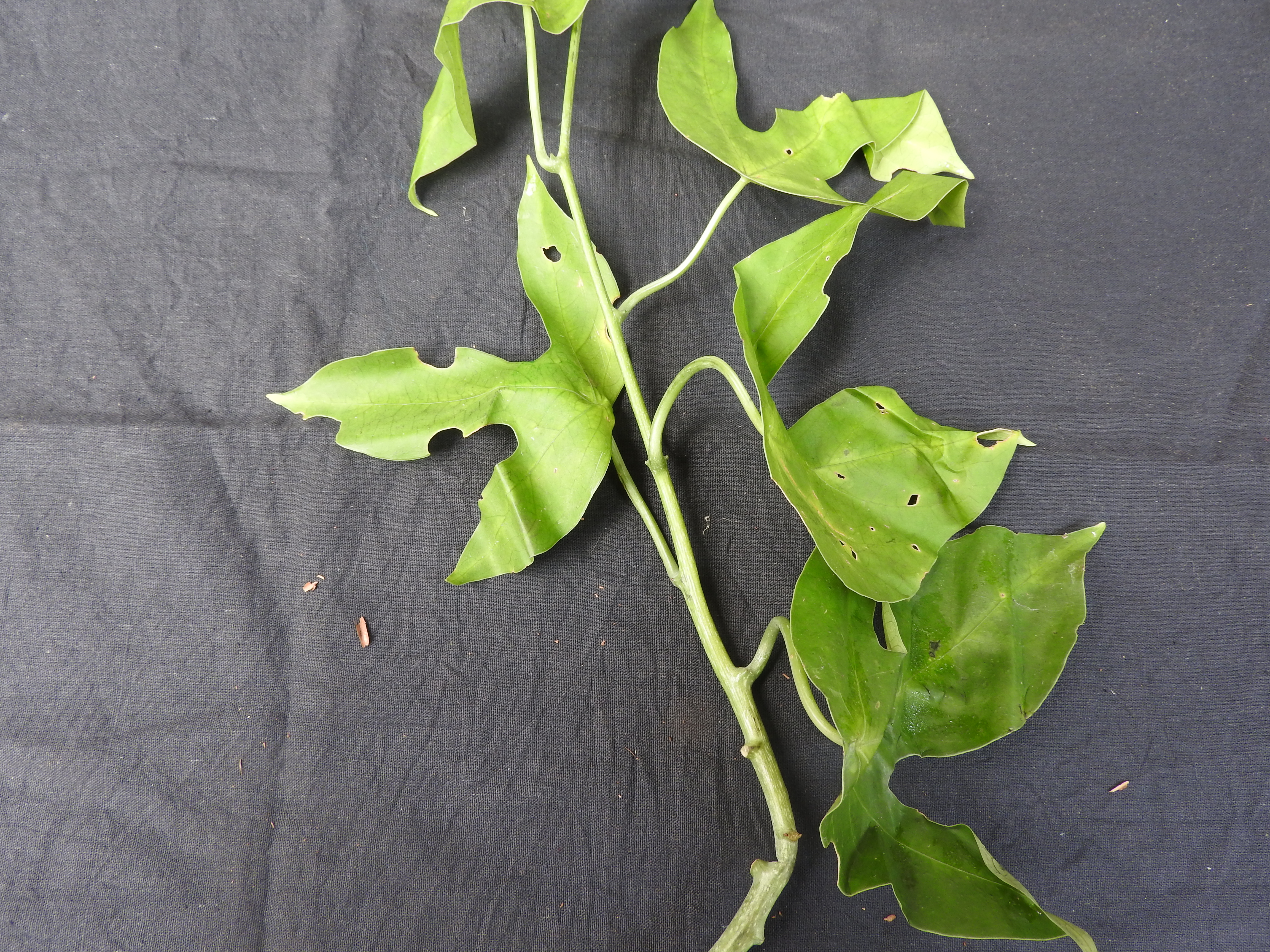 Adenia hondala flower identification view