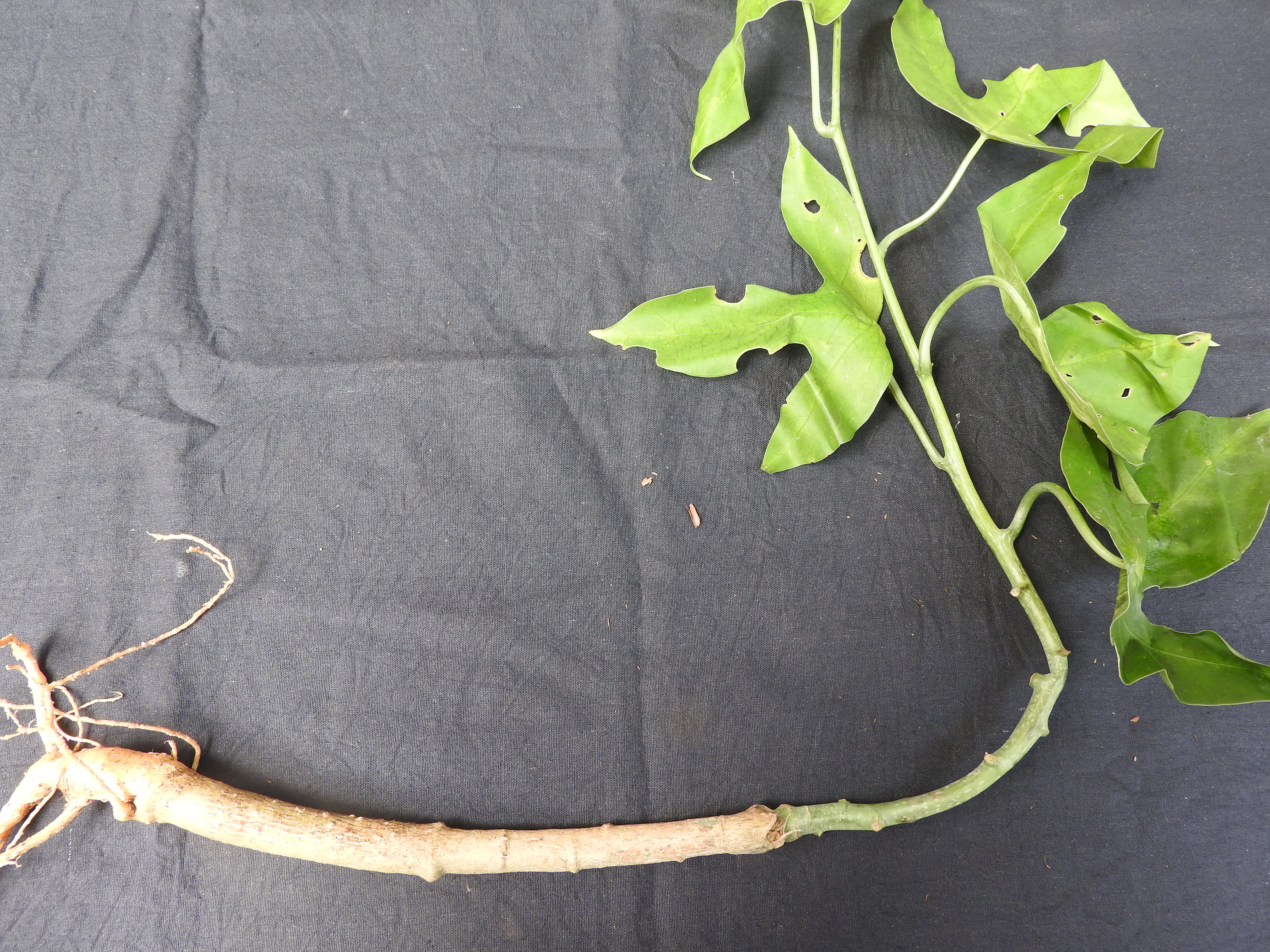 Adenia hondala fruit identification view