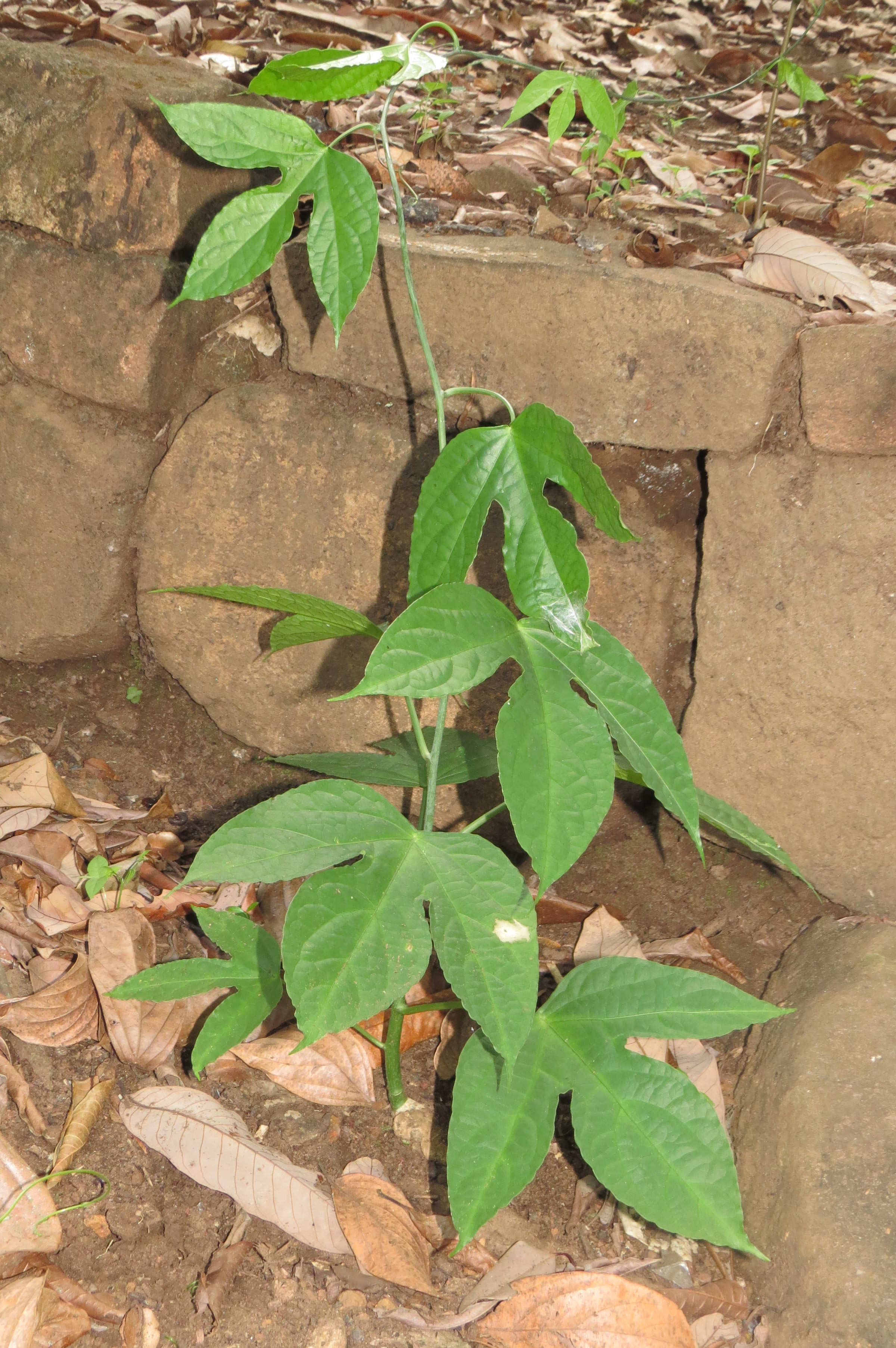 Adenia hondala plant identification view