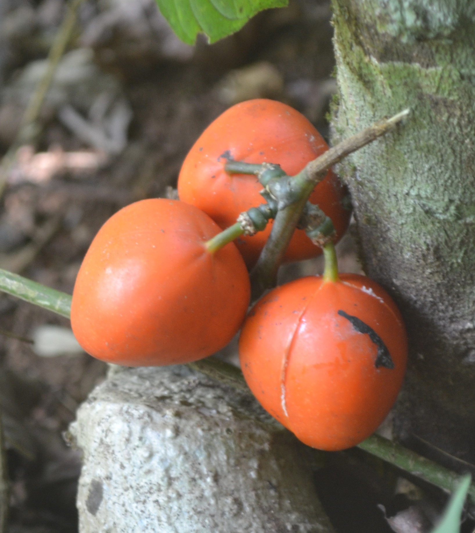 Adenia hondala stem identification view
