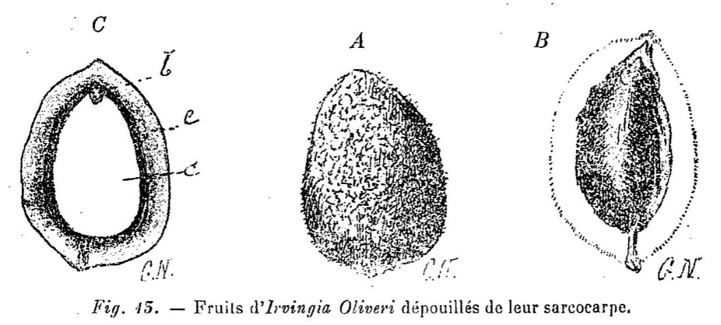 African Mango fruit identification view