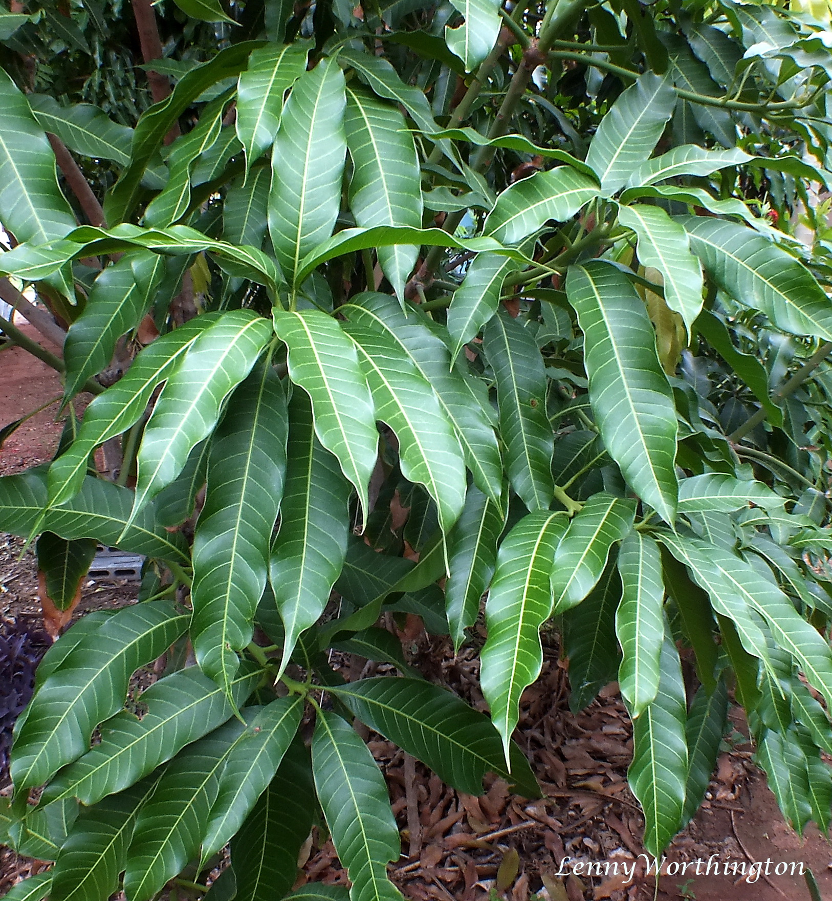 African Mango stem identification view