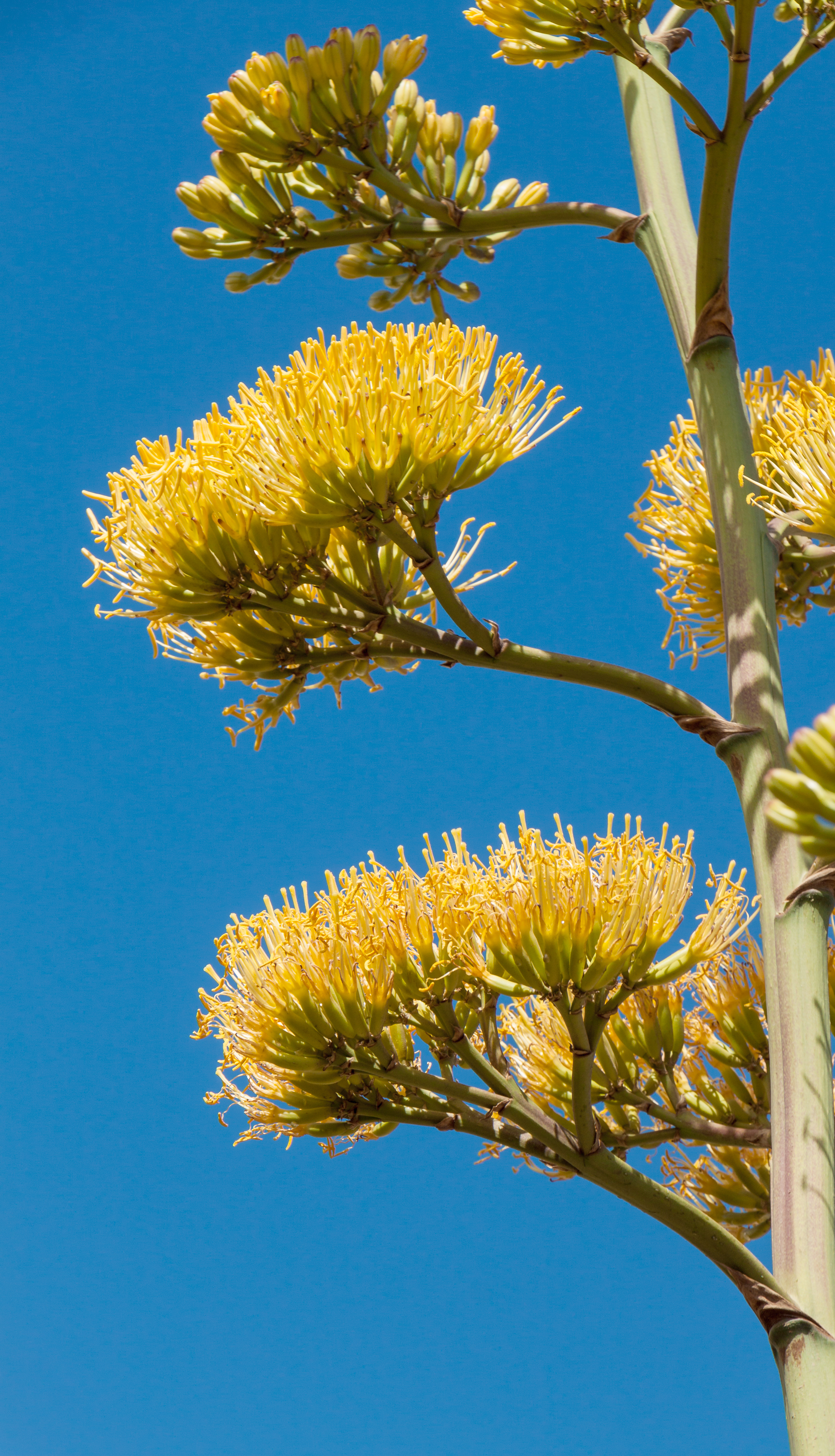 Agave flower identification view