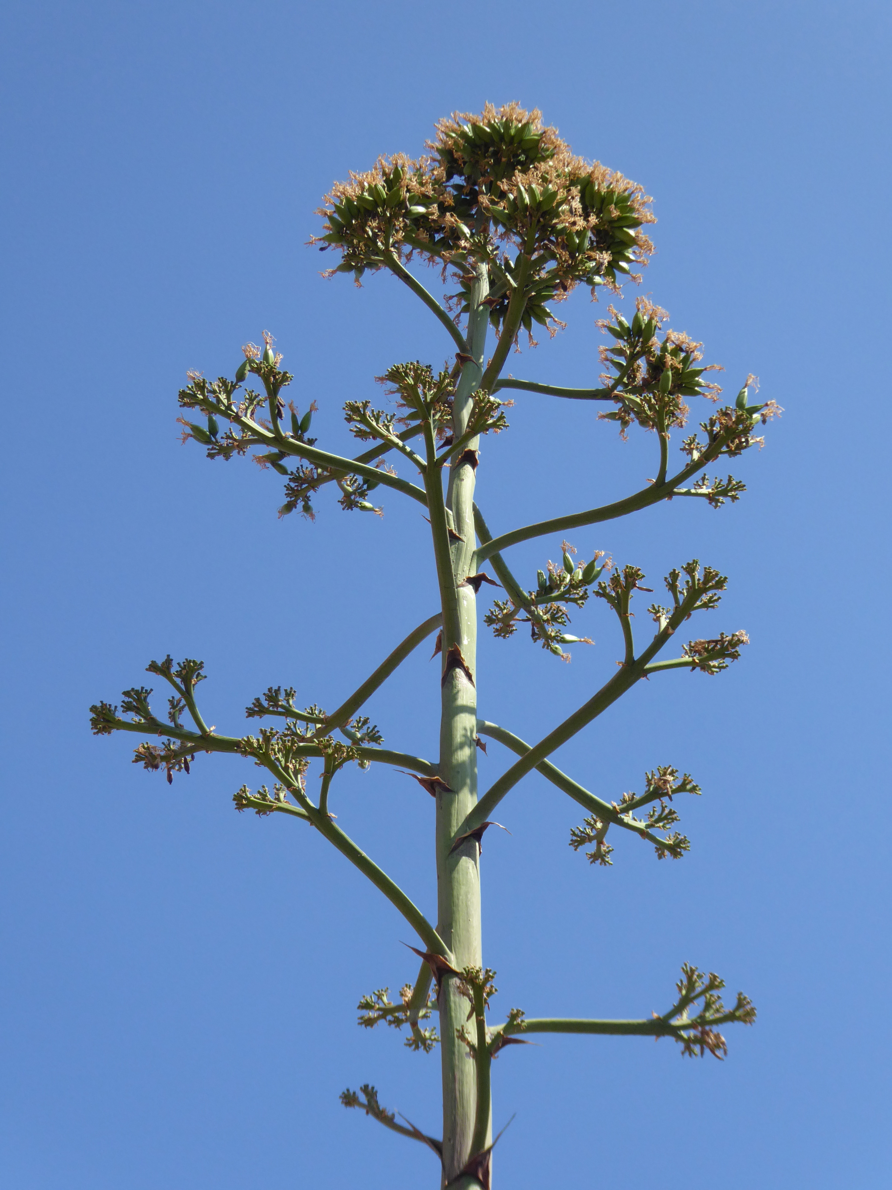 Agave fruit identification view