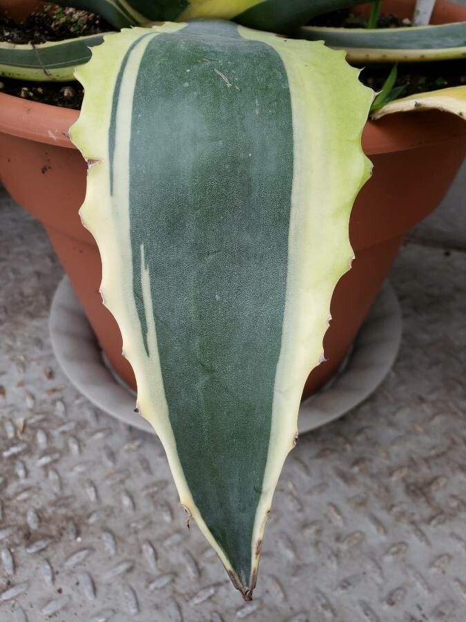 Agave leaf identification view