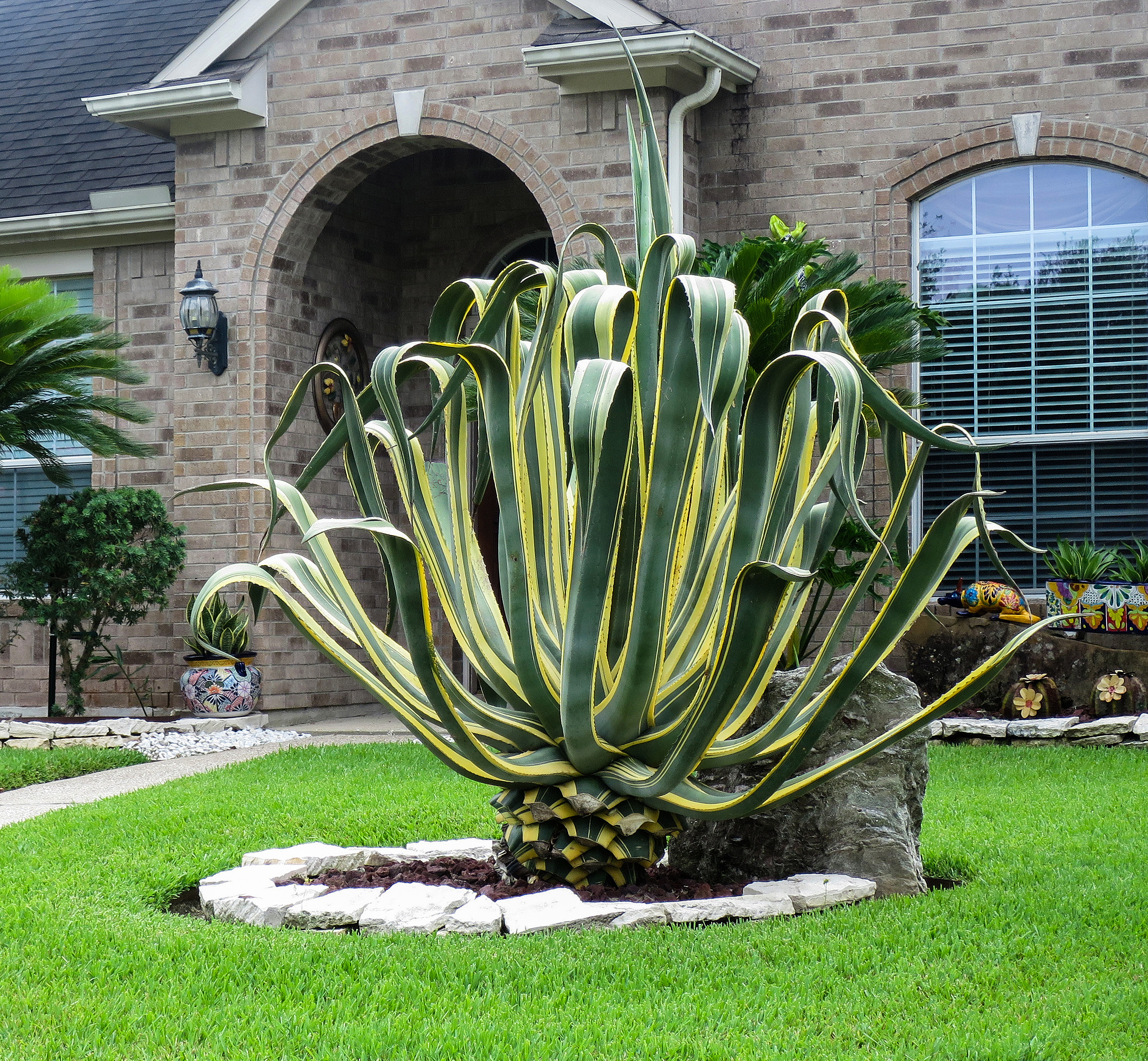 Agave plant identification view