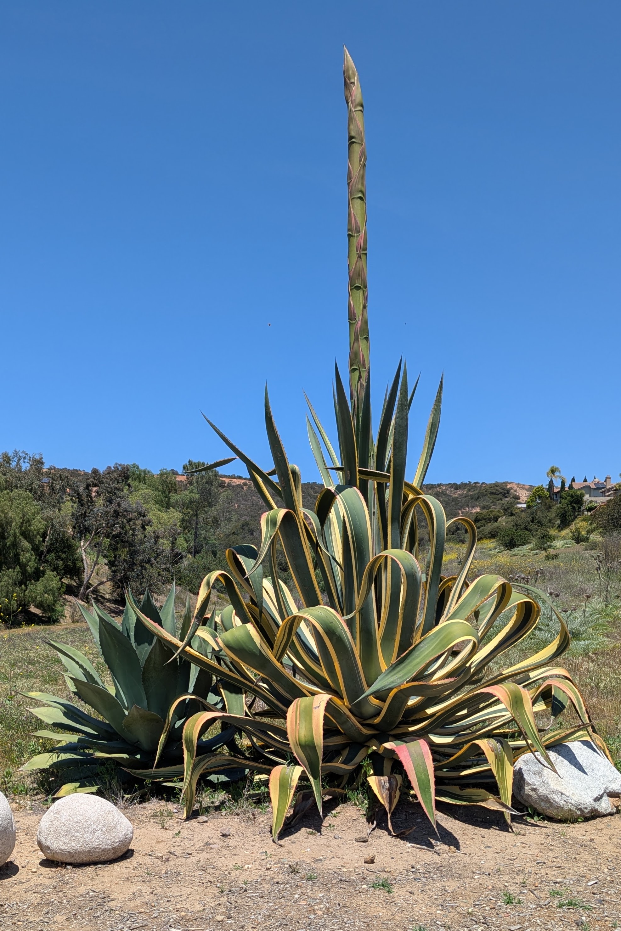 Agave stem identification view