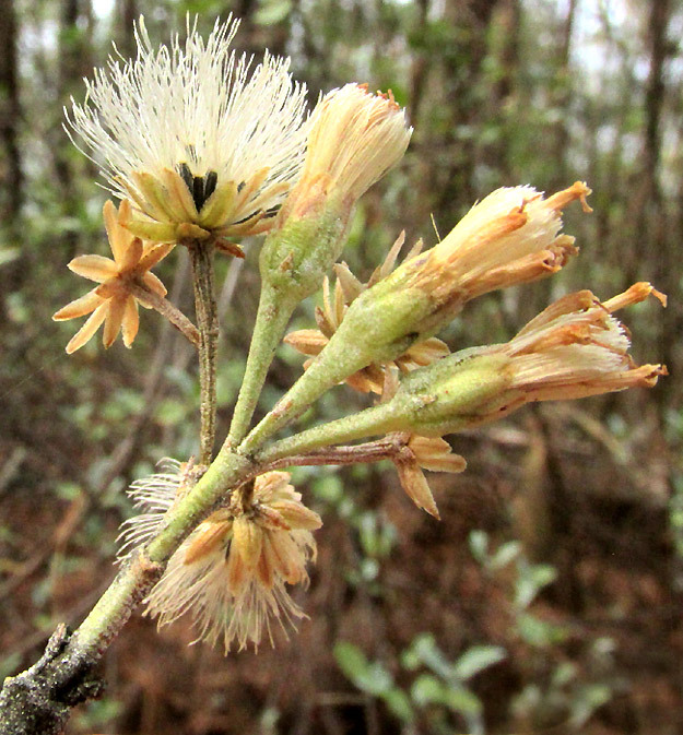 Ageratina glabrata leaf identification view