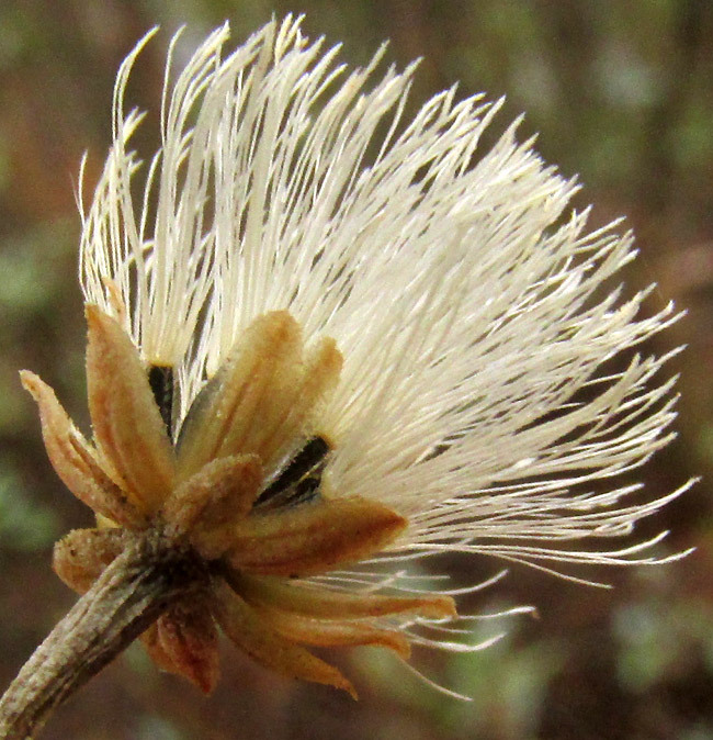 Ageratina glabrata plant identification view