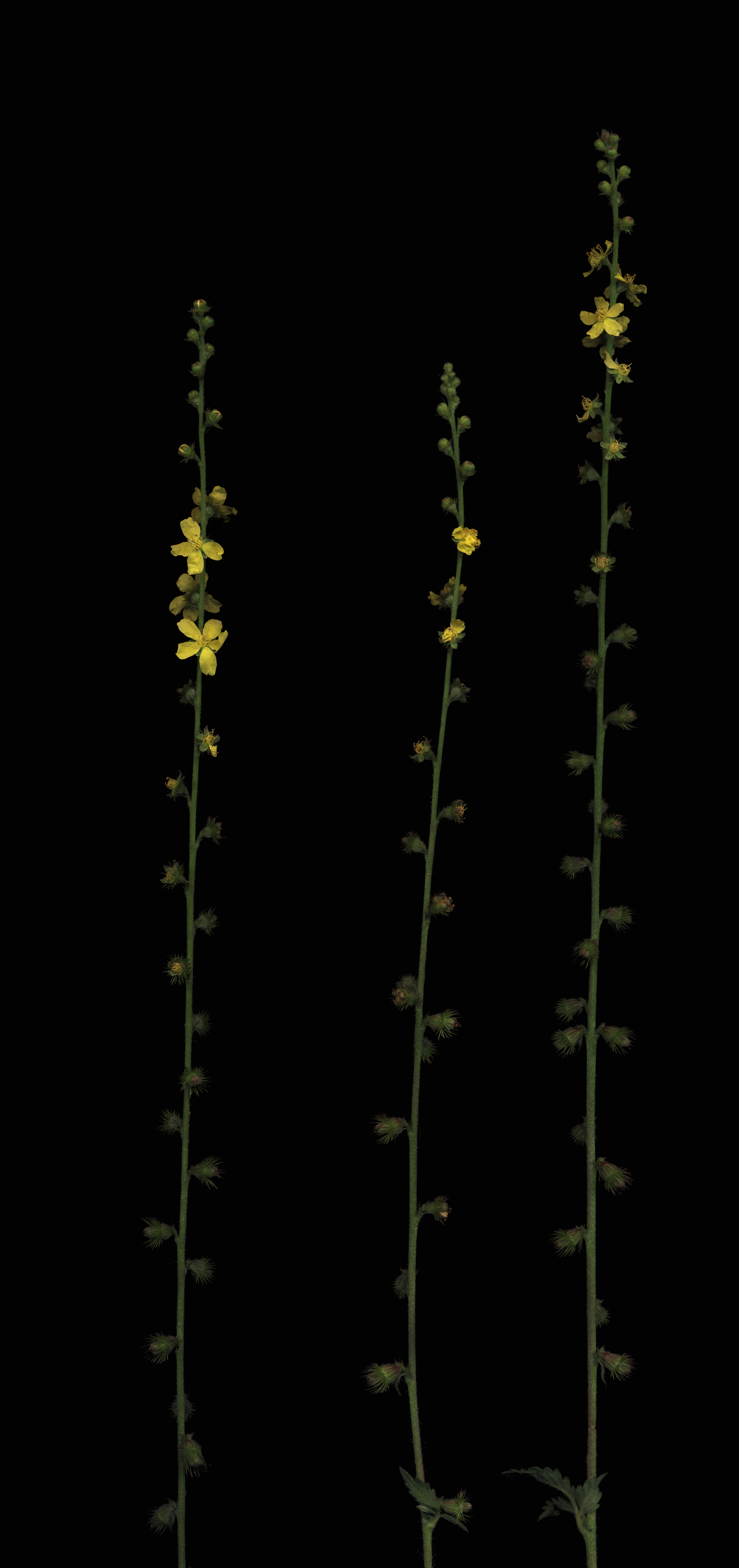 Agrimonia flower identification view