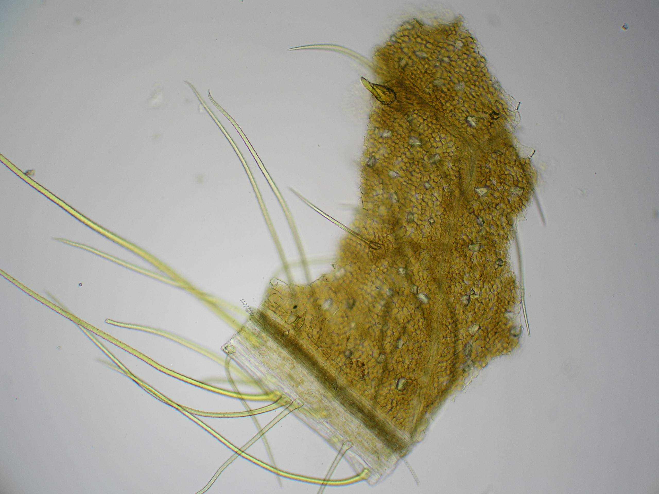 Agrimonia leaf identification view