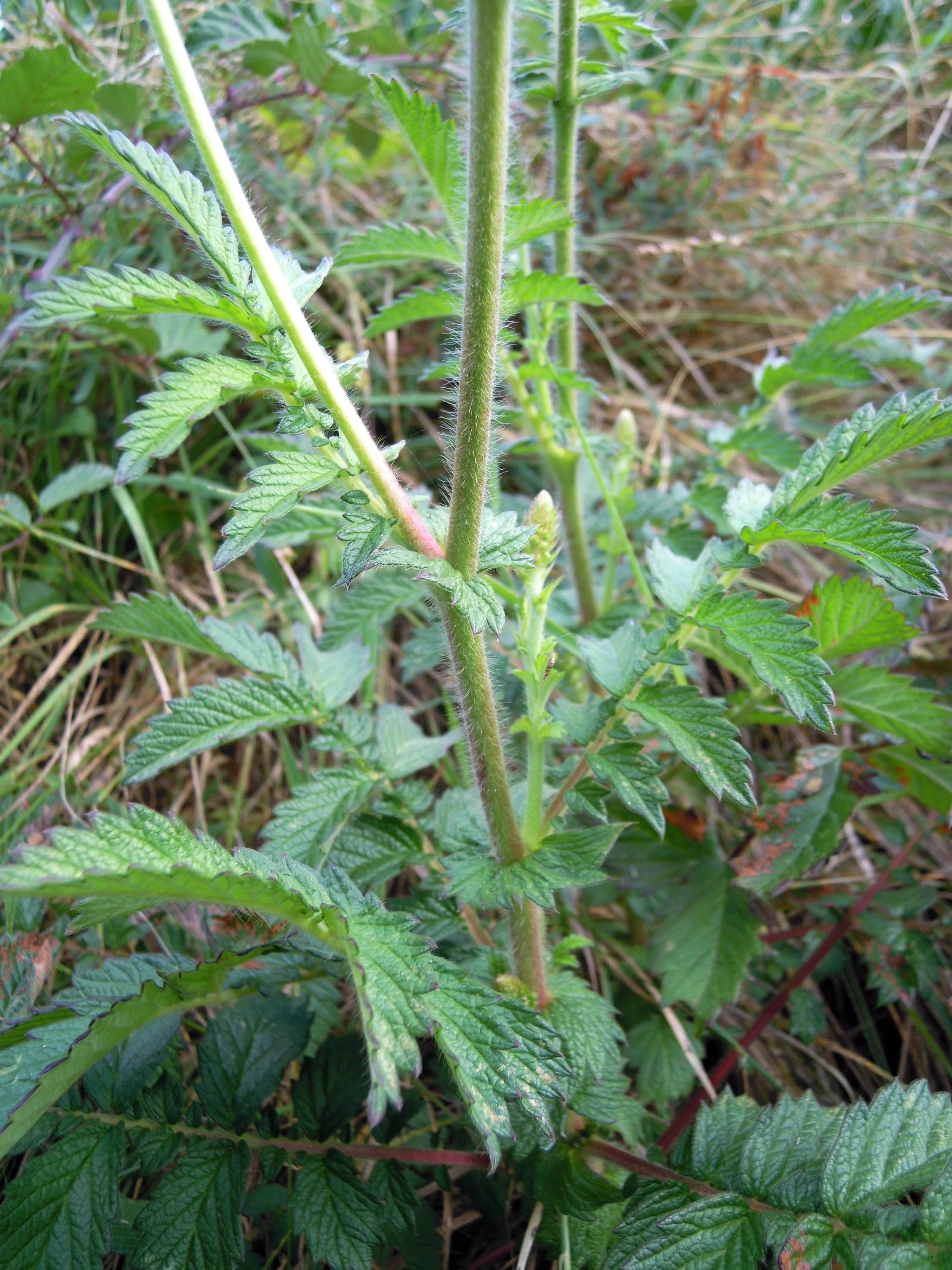 Agrimonia stem identification view