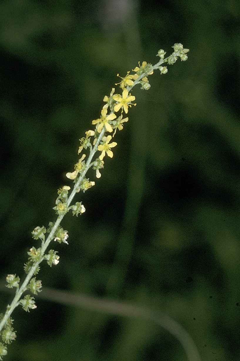 Agrimony flower identification view