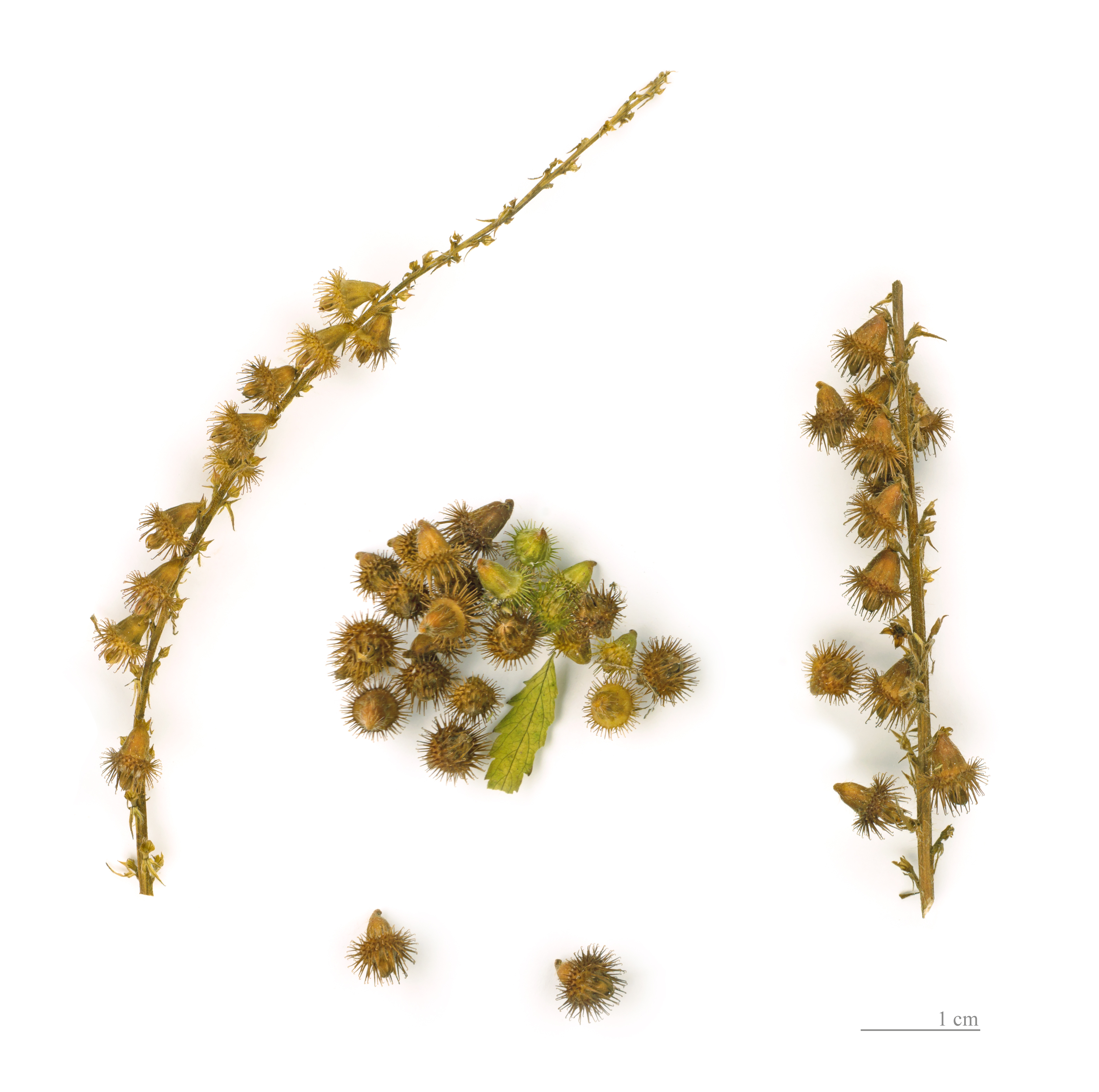 Agrimony fruit identification view