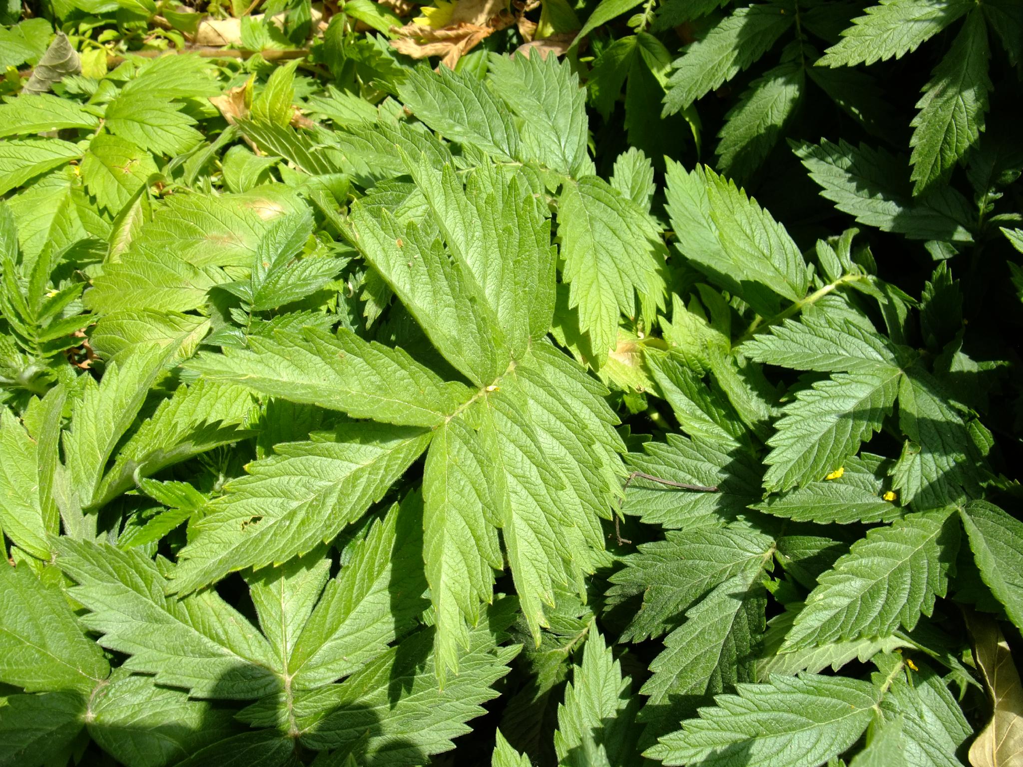 Agrimony leaf identification view