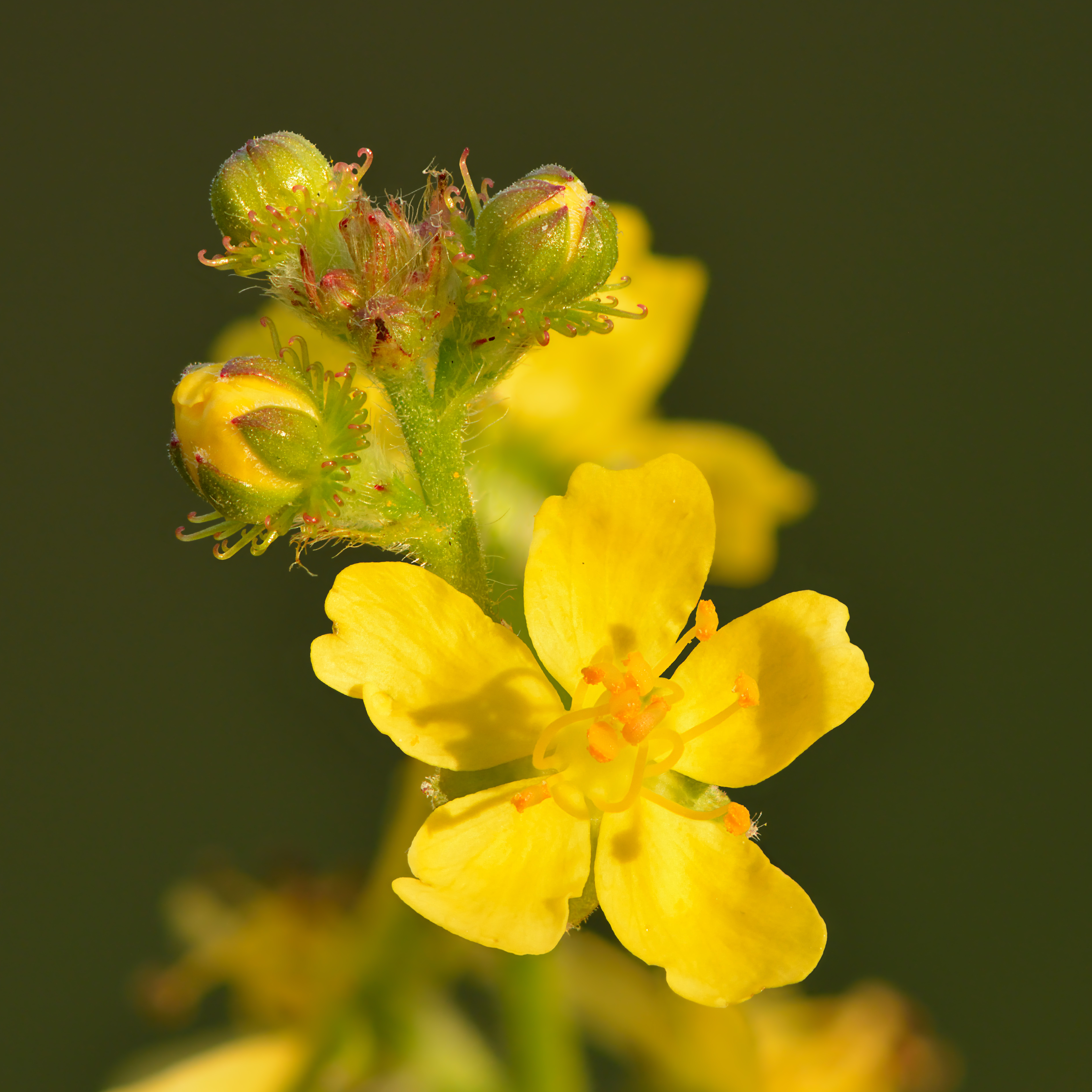 Agrimony plant identification view