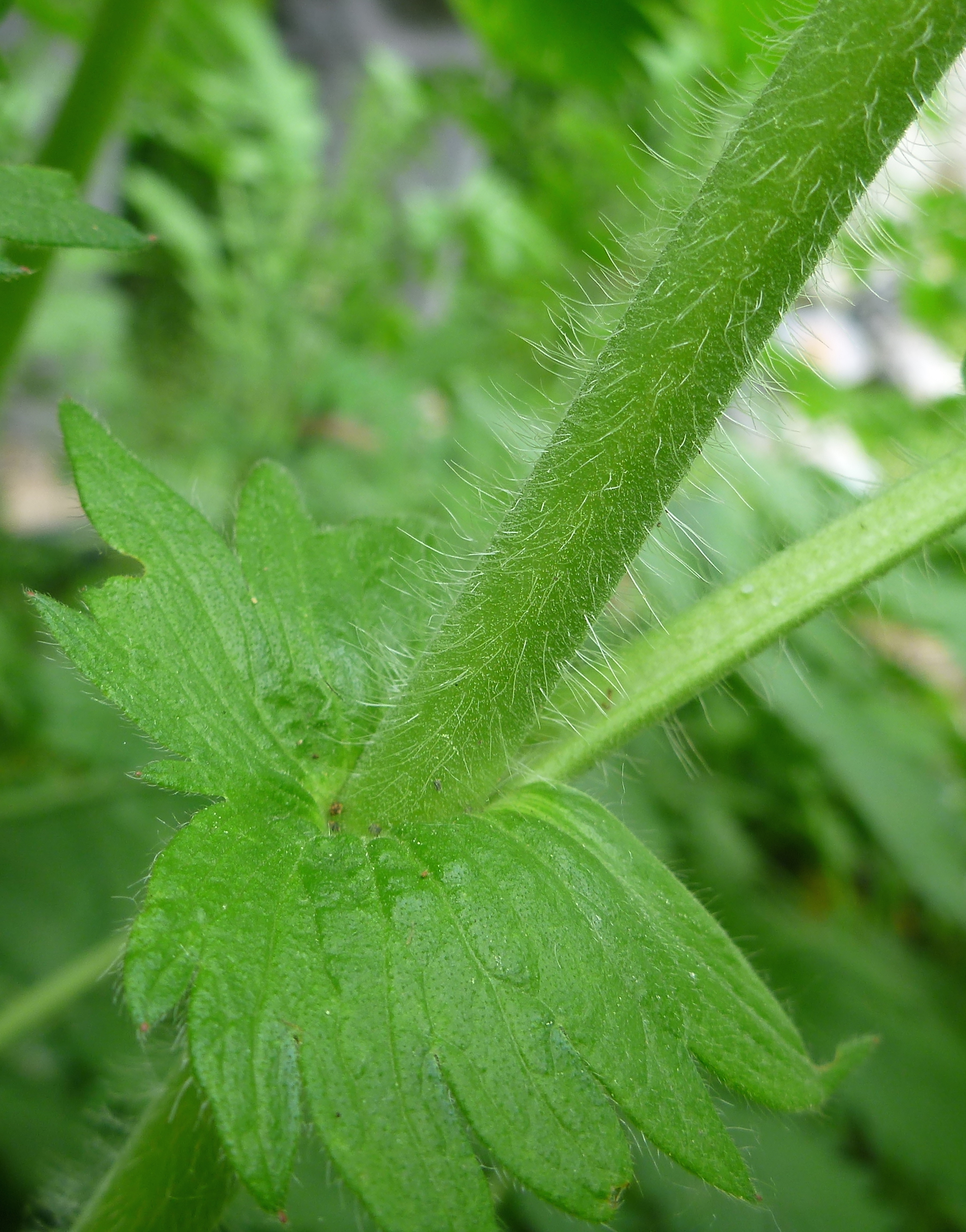 Agrimony stem identification view