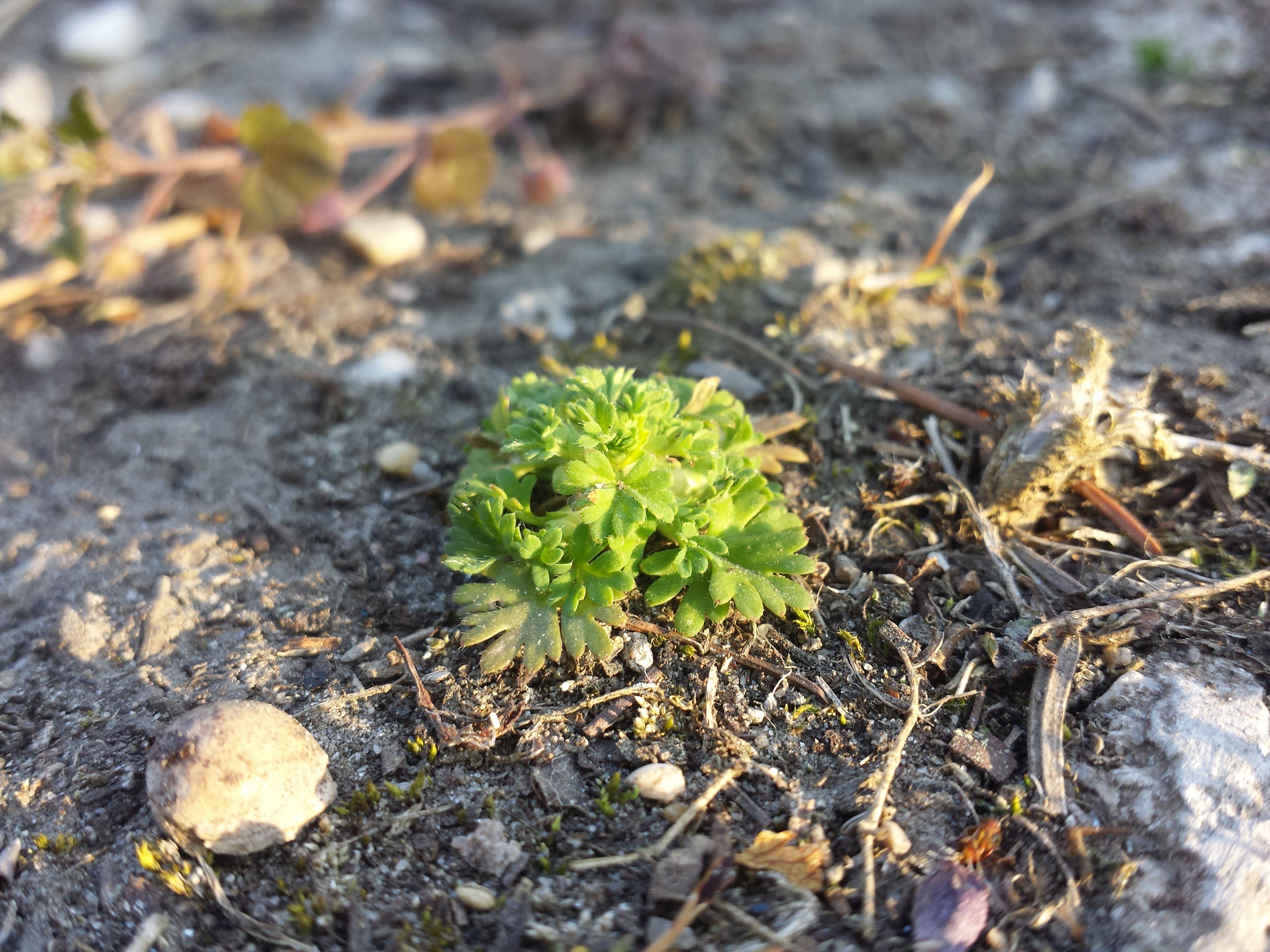 Alchemilla arvensis fruit identification view
