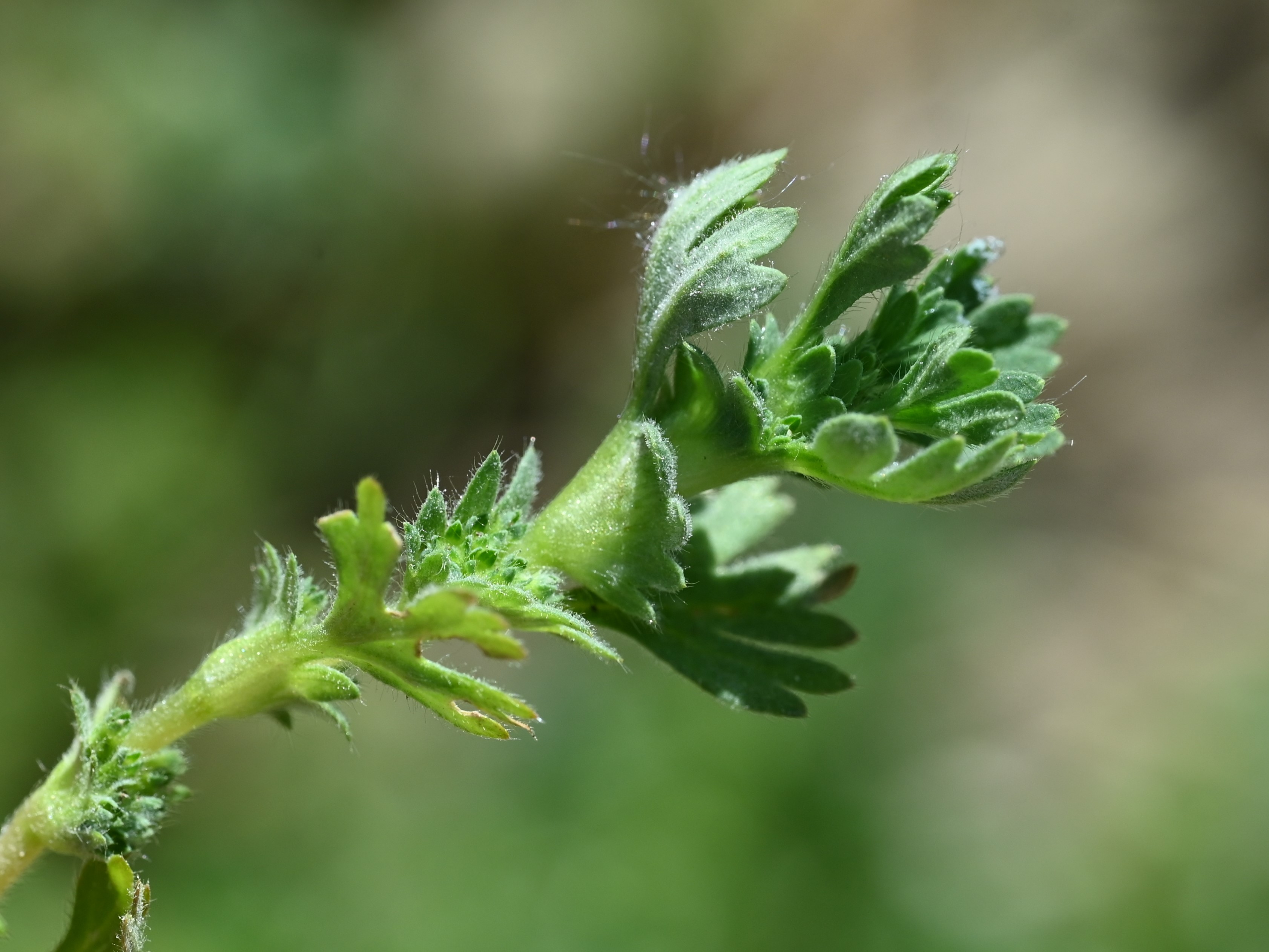 Alchemilla arvensis leaf identification view