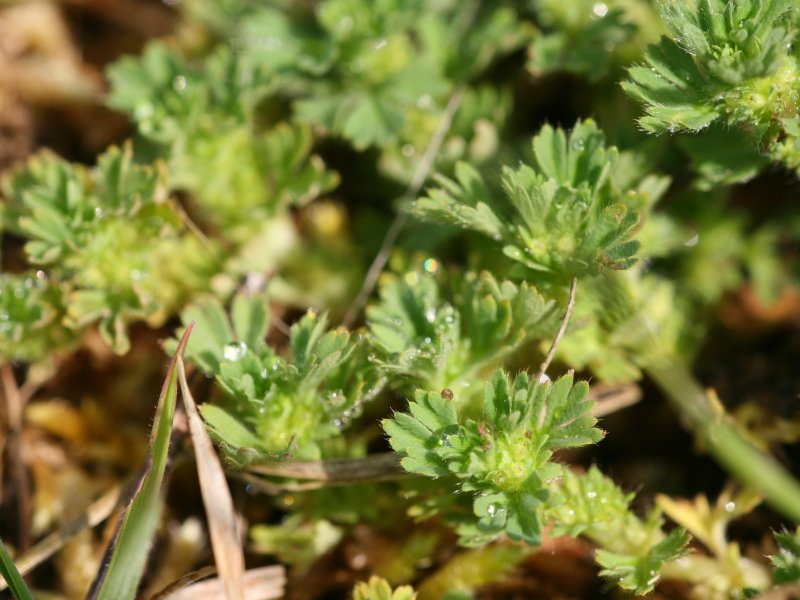 Alchemilla arvensis plant identification view