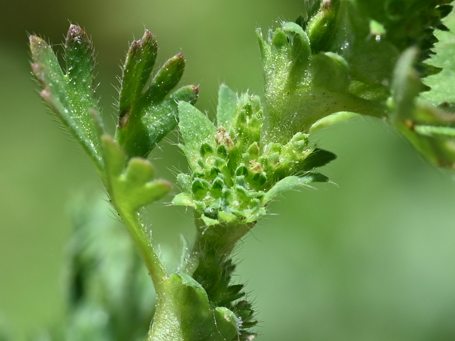 Alchemilla arvensis stem identification view