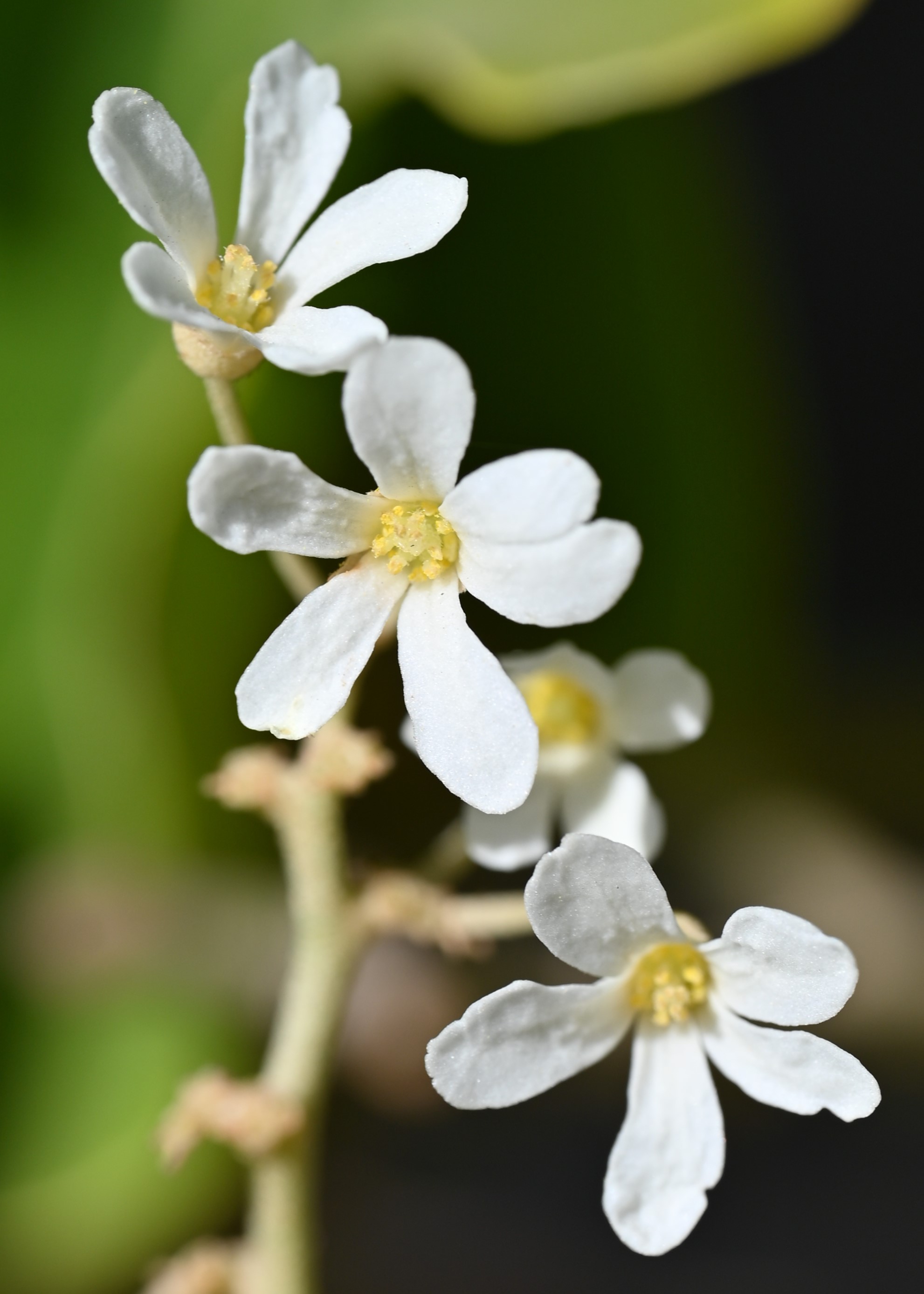 Aleurites moluccanus flower identification view