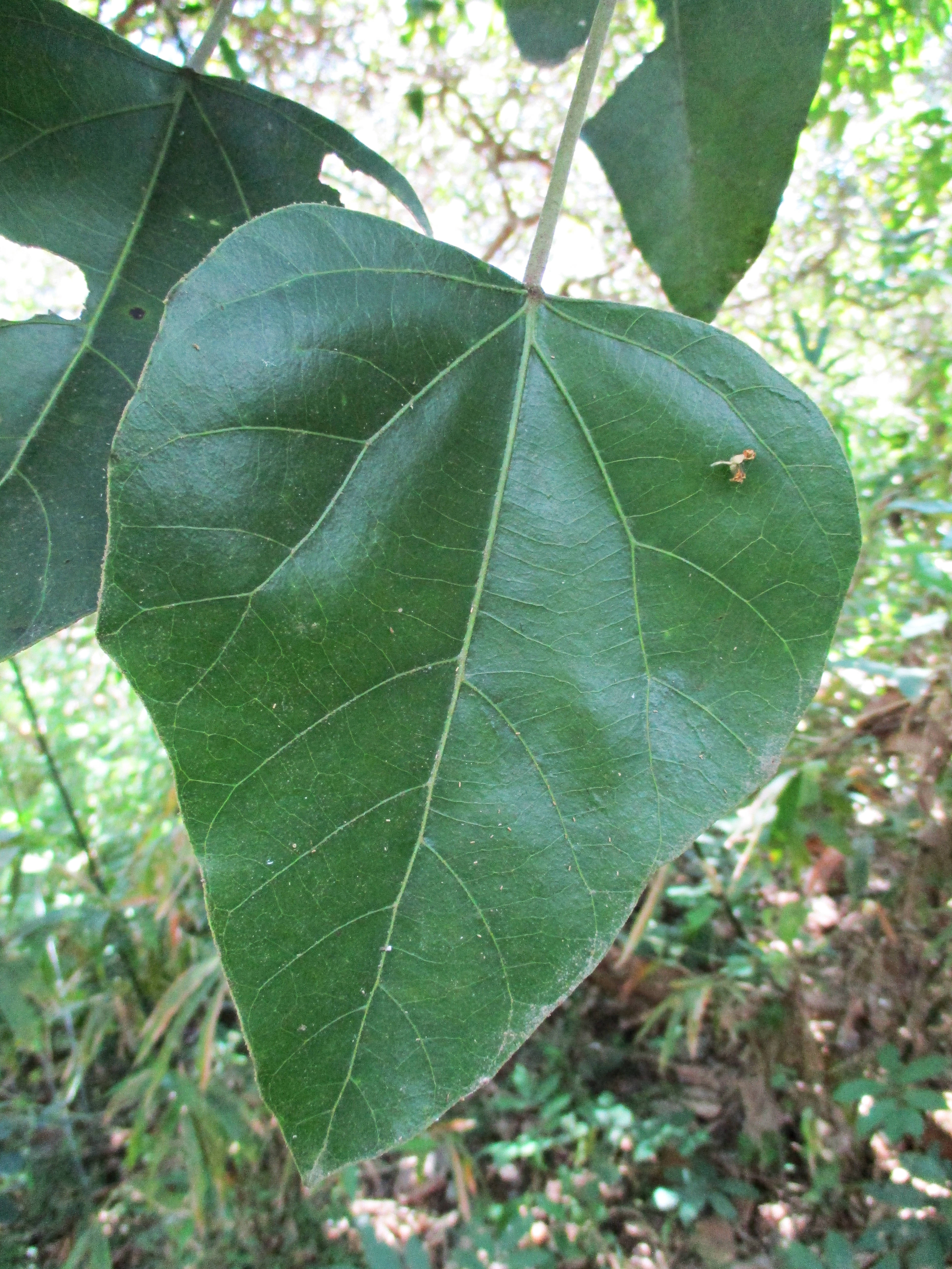 Aleurites moluccanus leaf identification view