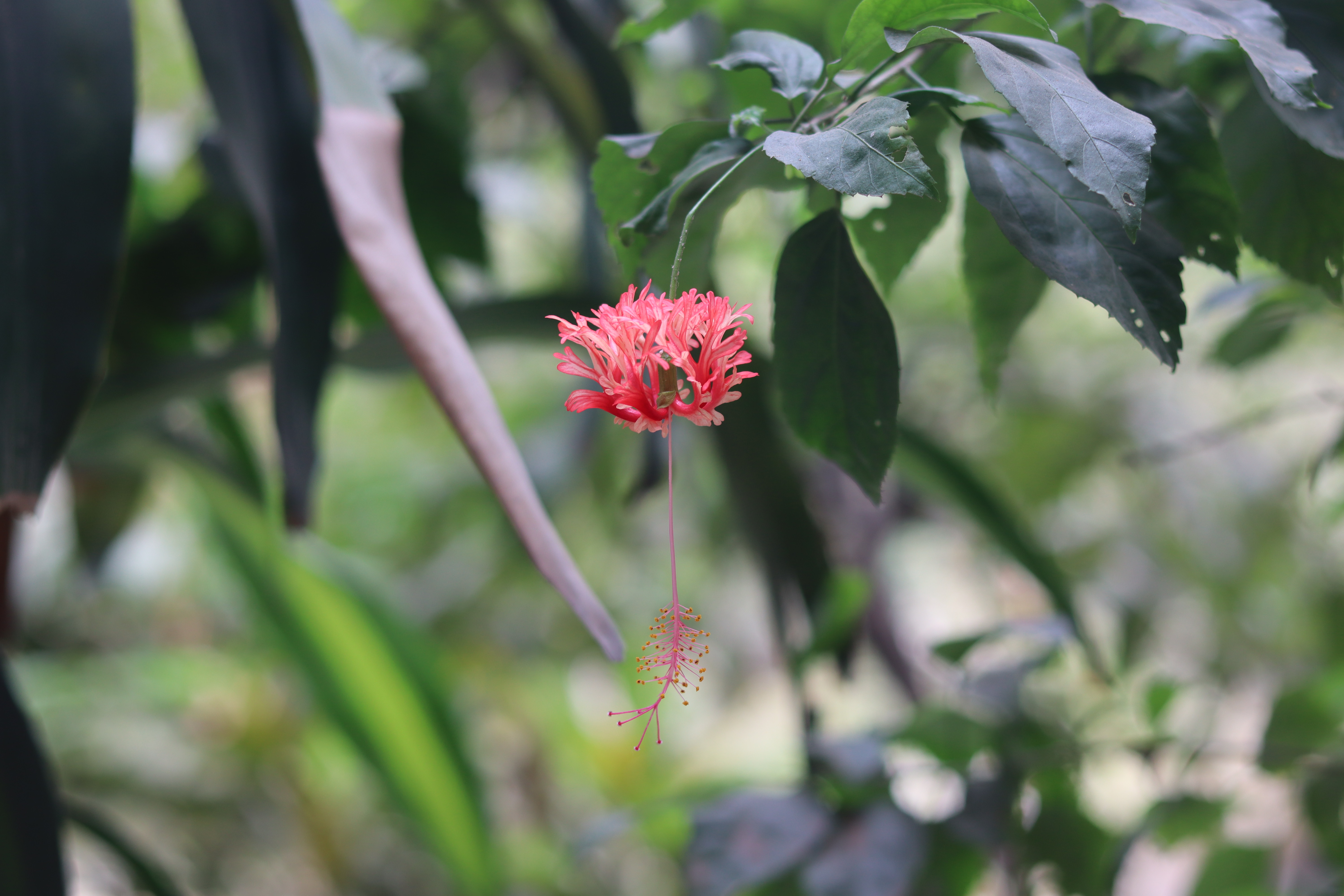 Alkekengi flower identification view