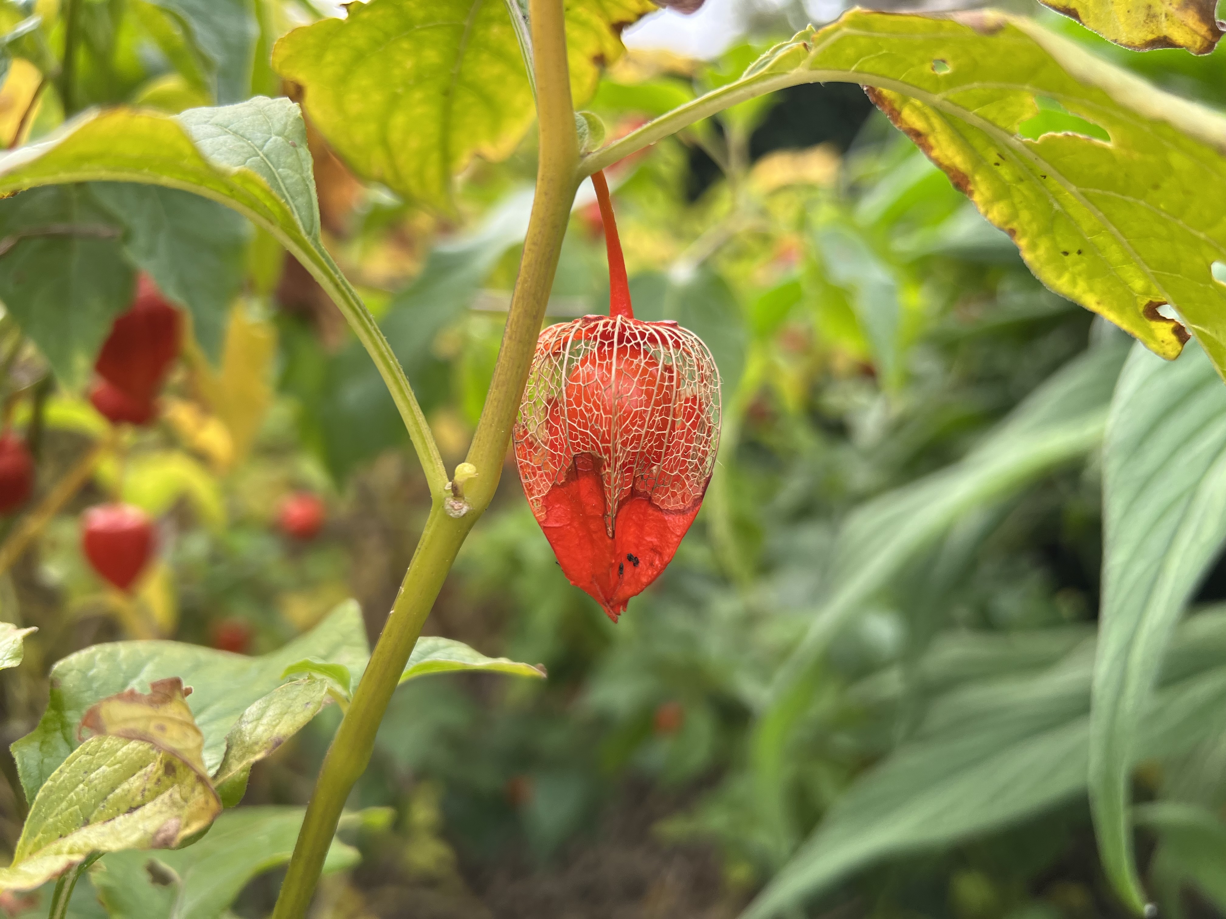 Alkekengi fruit identification view