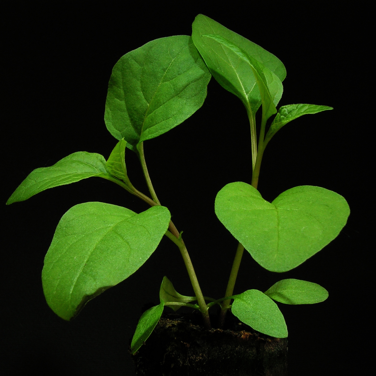 Alkekengi leaf identification view