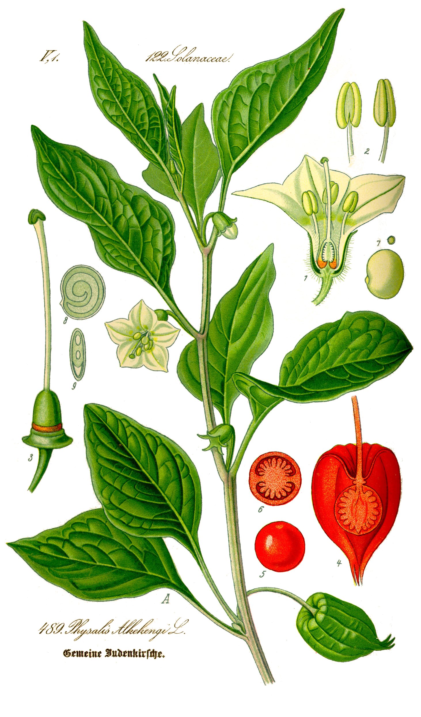 Alkekengi plant identification view