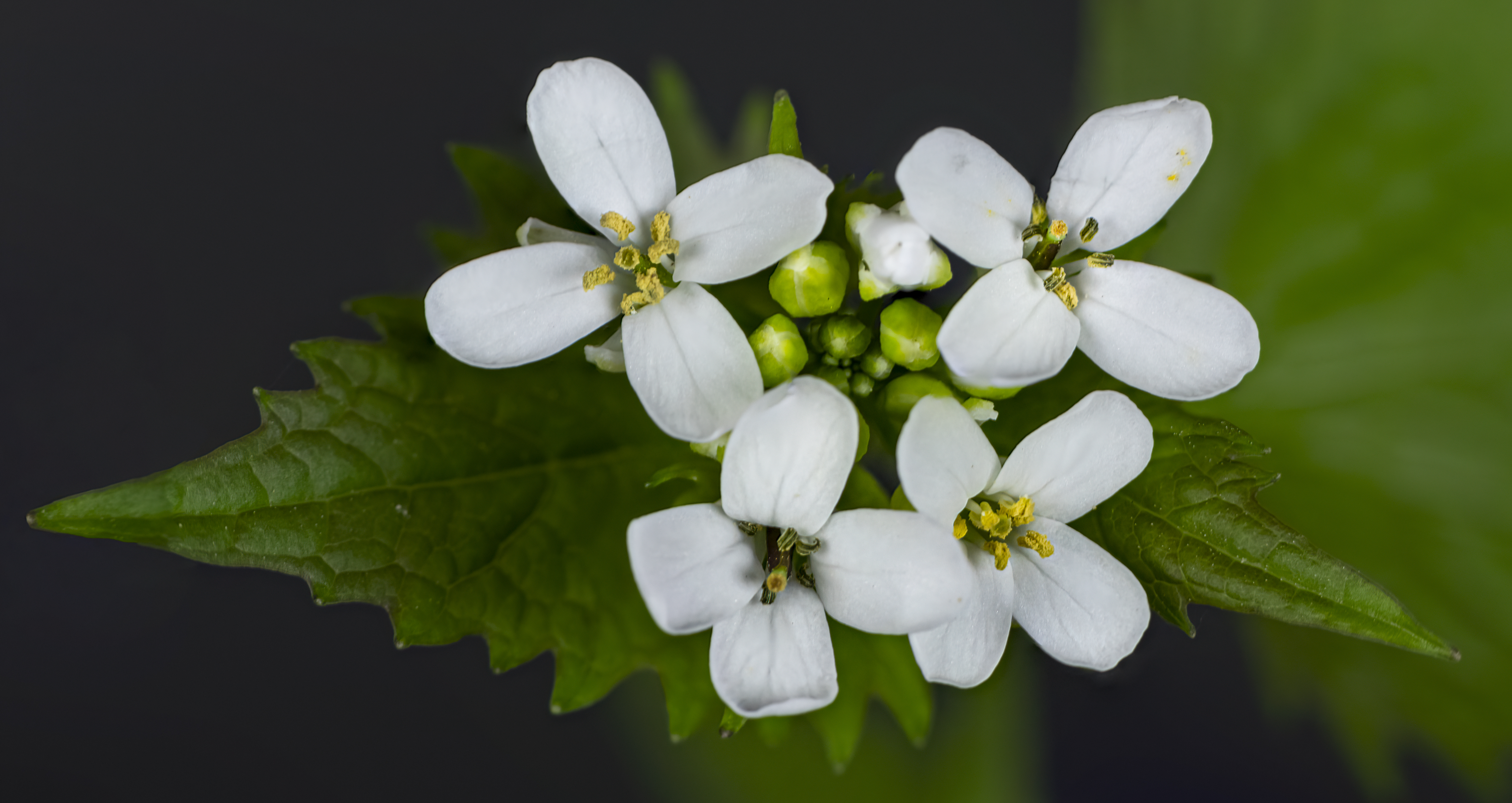 Alliaria petiolata flower identification view