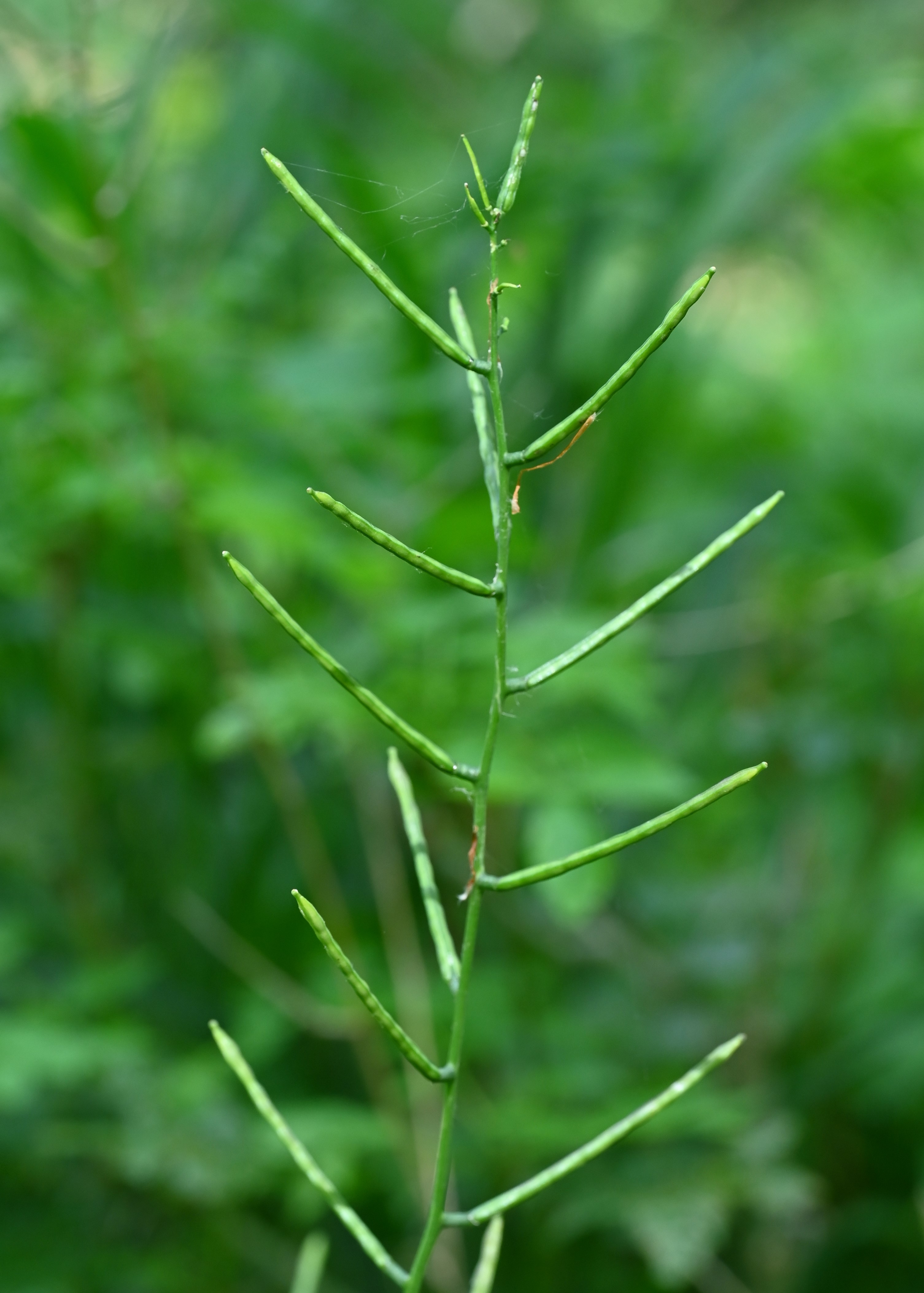 Alliaria petiolata fruit identification view