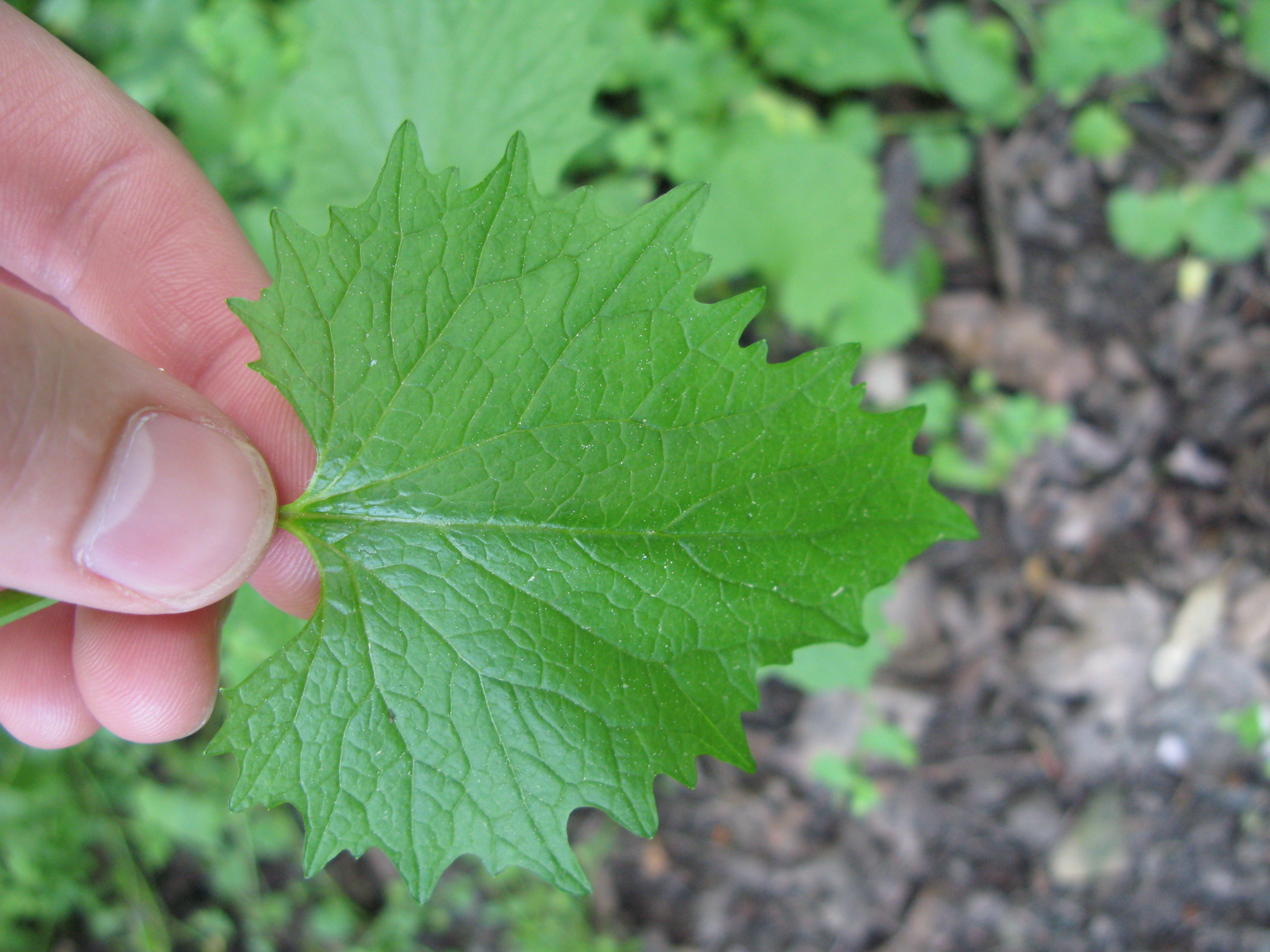 Alliaria petiolata leaf identification view
