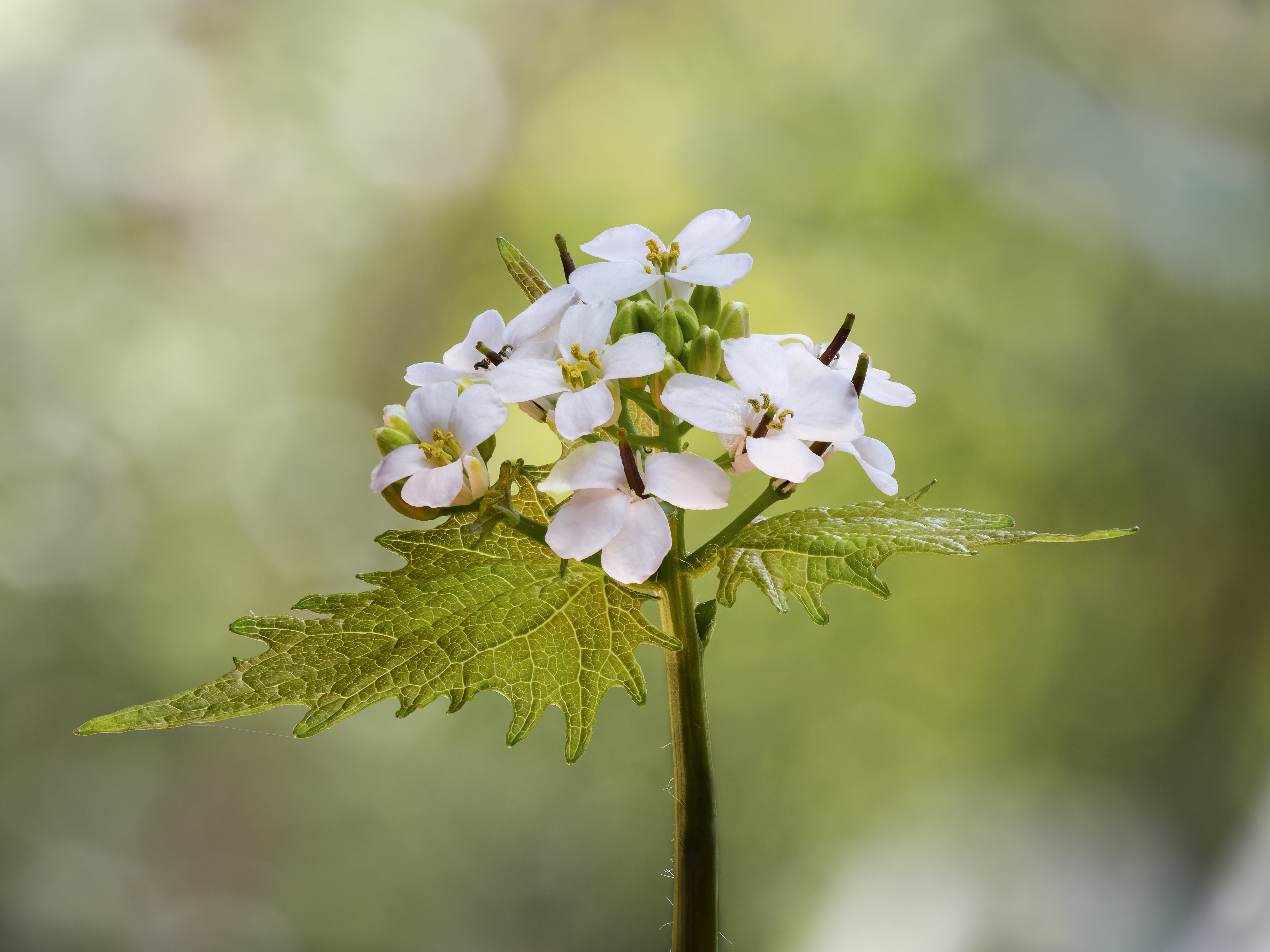 Alliaria petiolata plant identification view