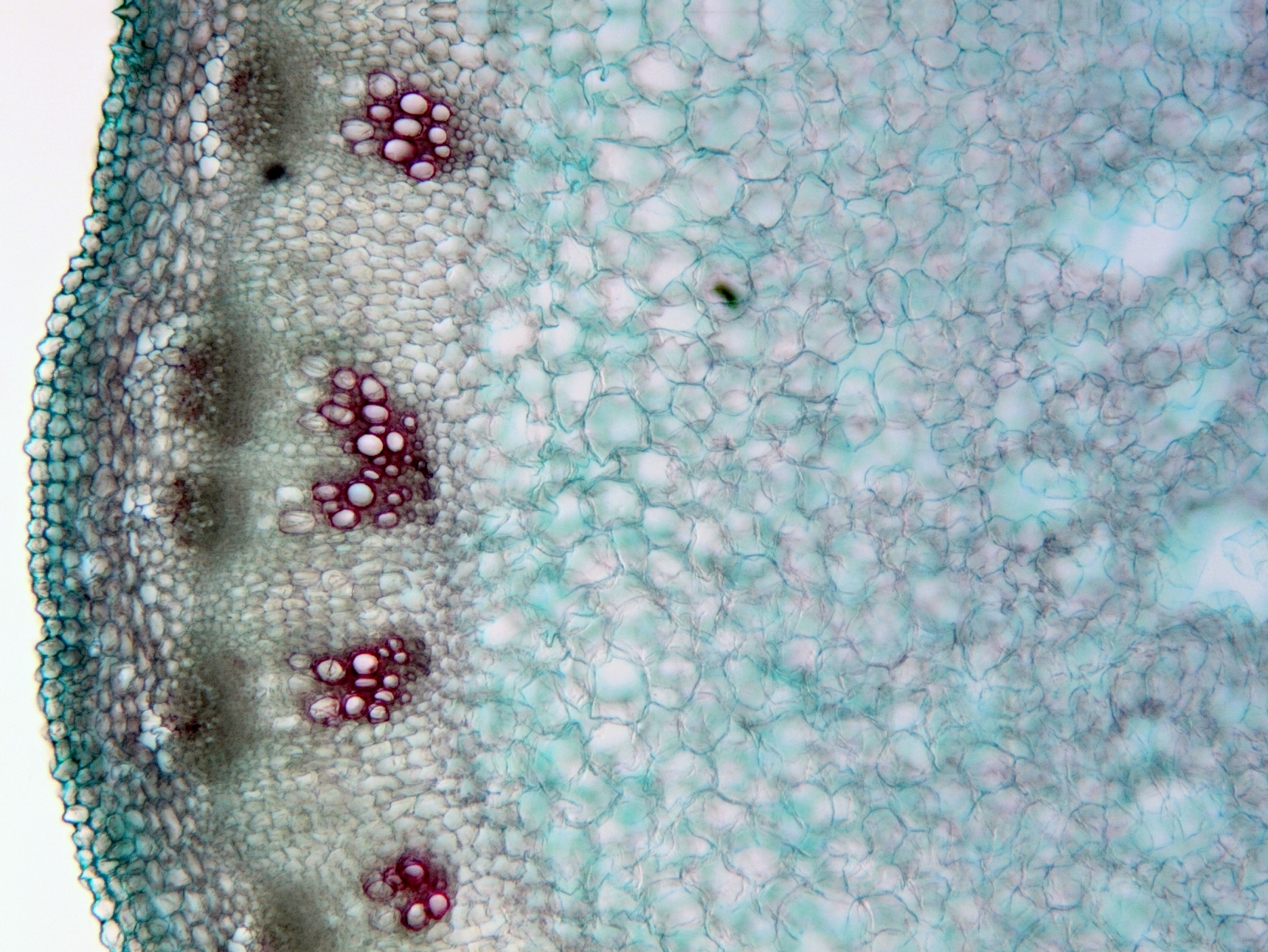 Alliaria petiolata stem identification view