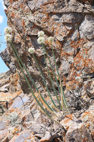Allium galanthum flower identification view
