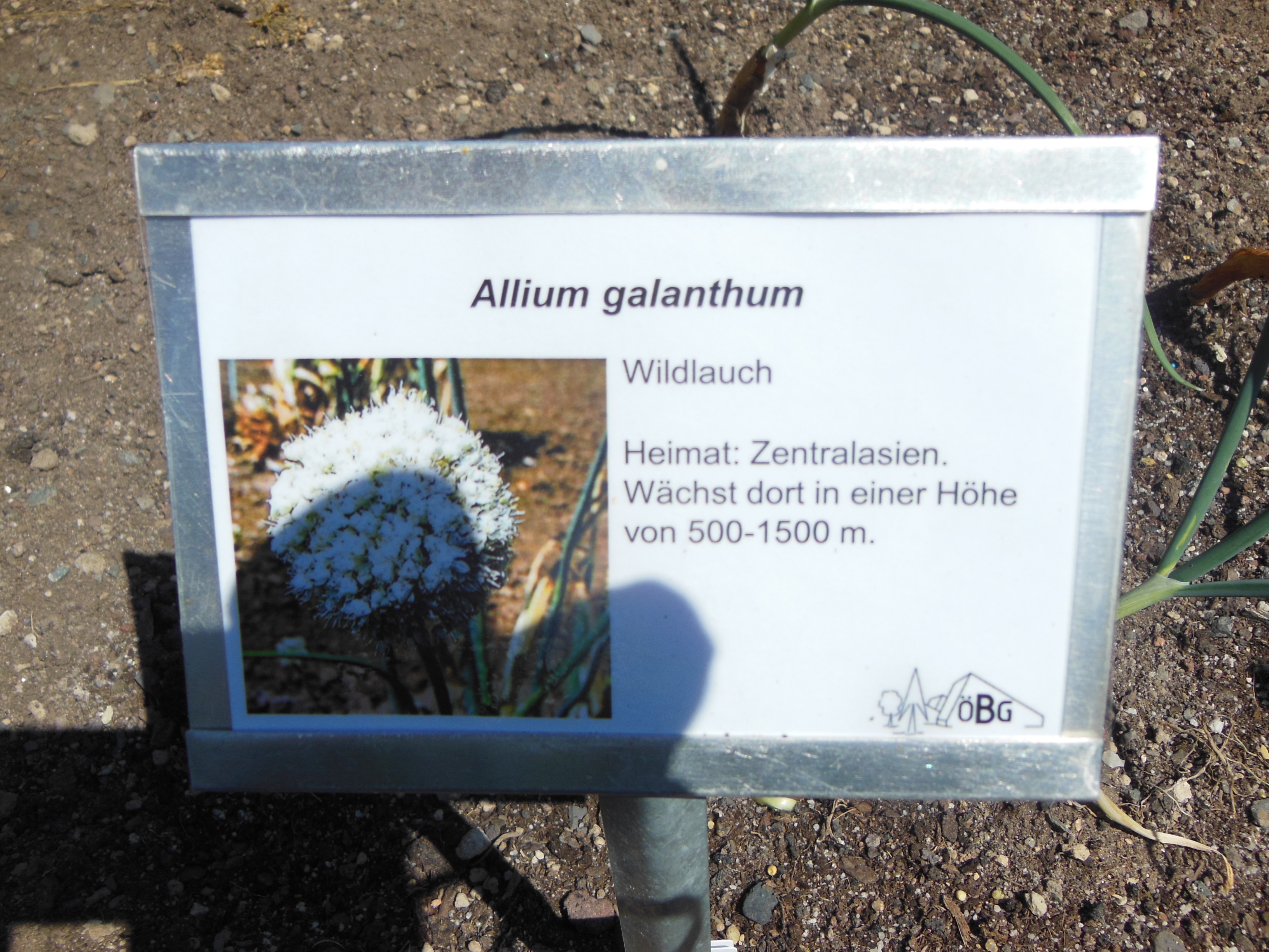Allium galanthum leaf identification view