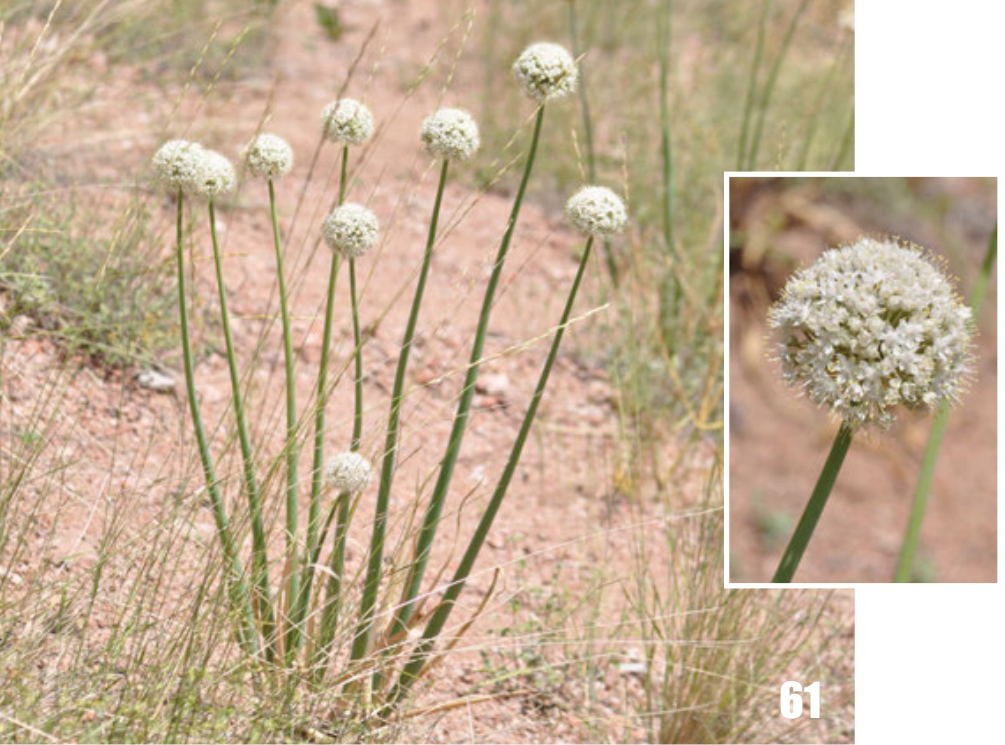Allium galanthum plant identification view