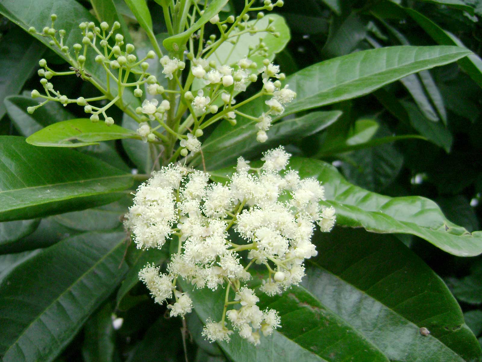 Allspice/Pimento flower identification view