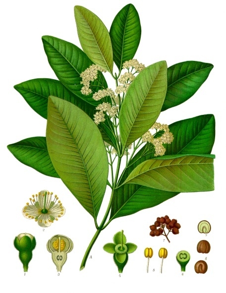 Allspice/Pimento leaf identification view