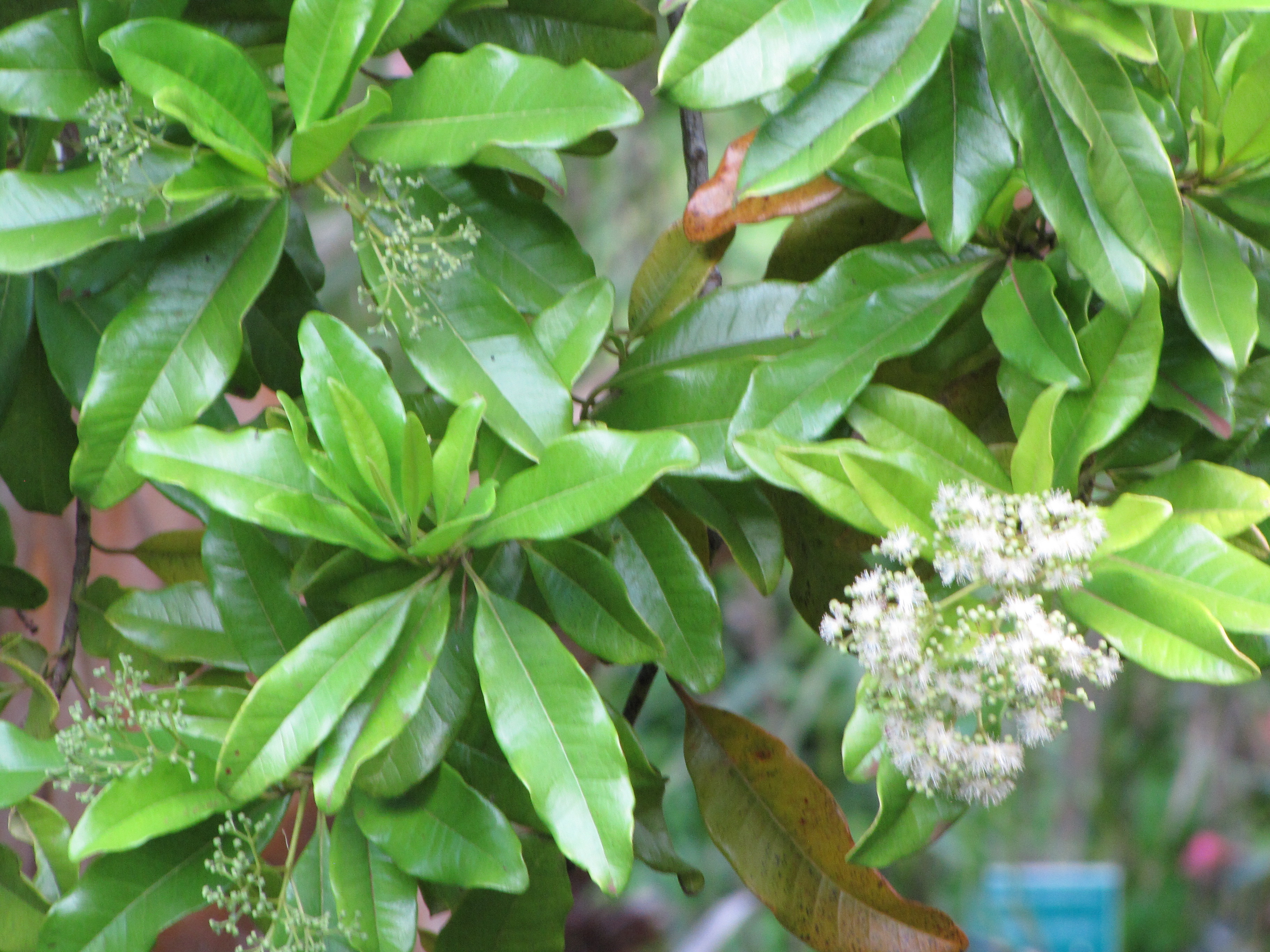 Allspice/Pimento plant identification view