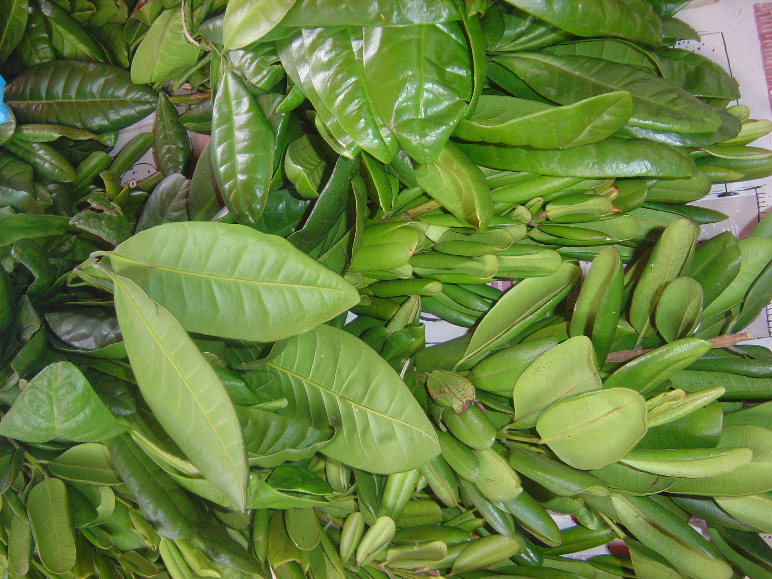 Allspice/Pimento stem identification view