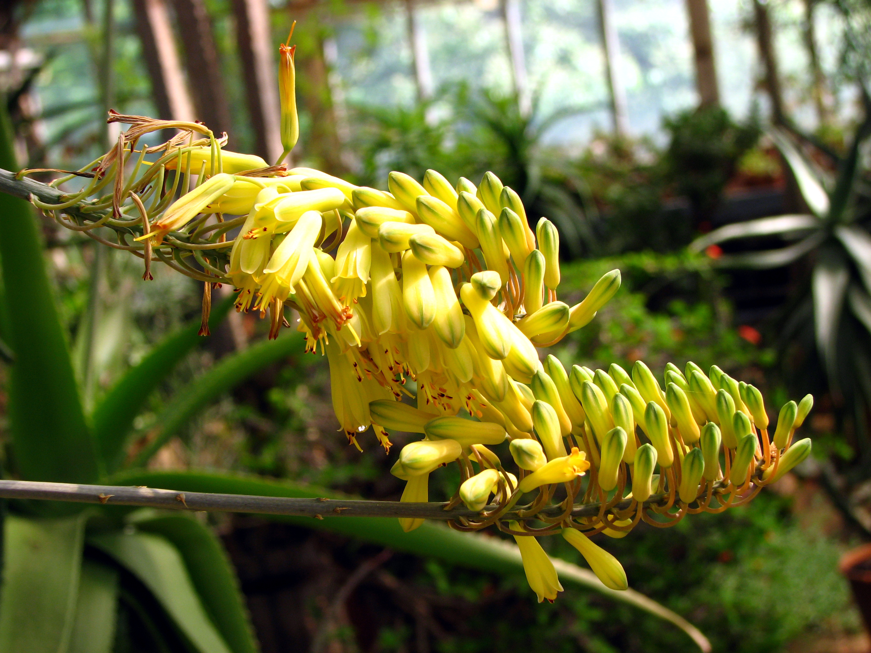 Aloe officinalis flower identification view
